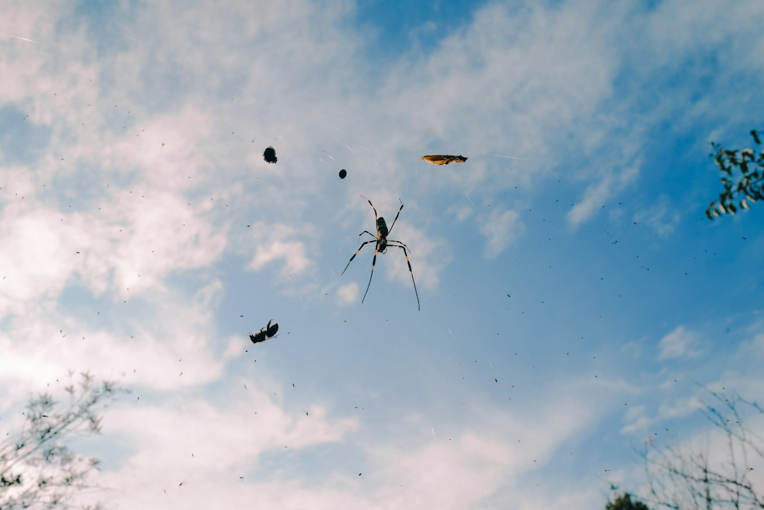Araignée tissant une toile sous un ciel bleu avec des insectes environnants