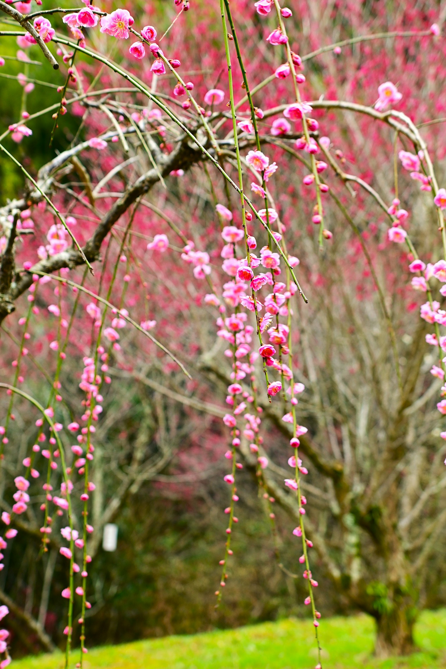 Escena hermosa con ramas caídas adornadas con flores rosas