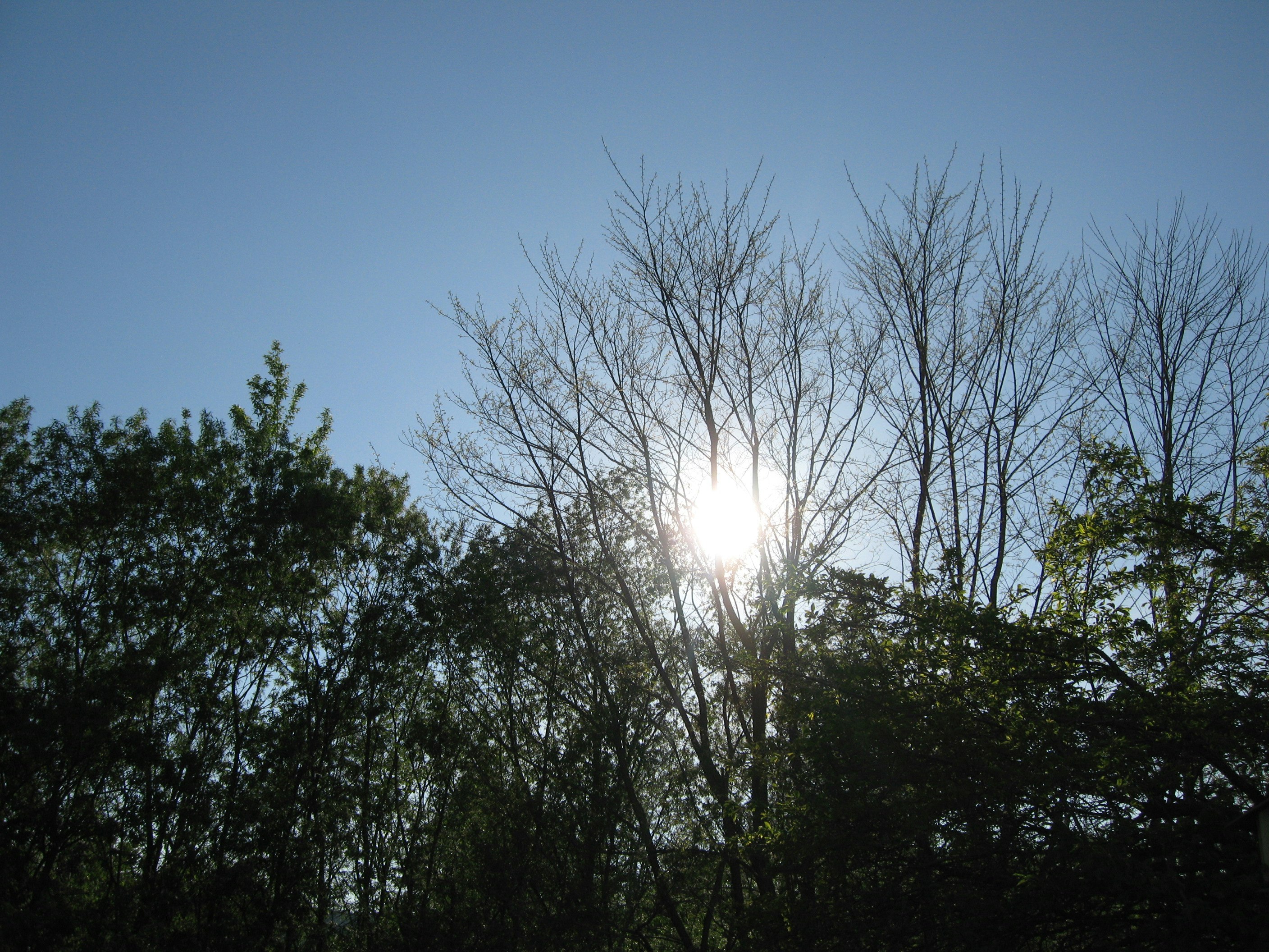 luce del sole che filtra tra gli alberi
