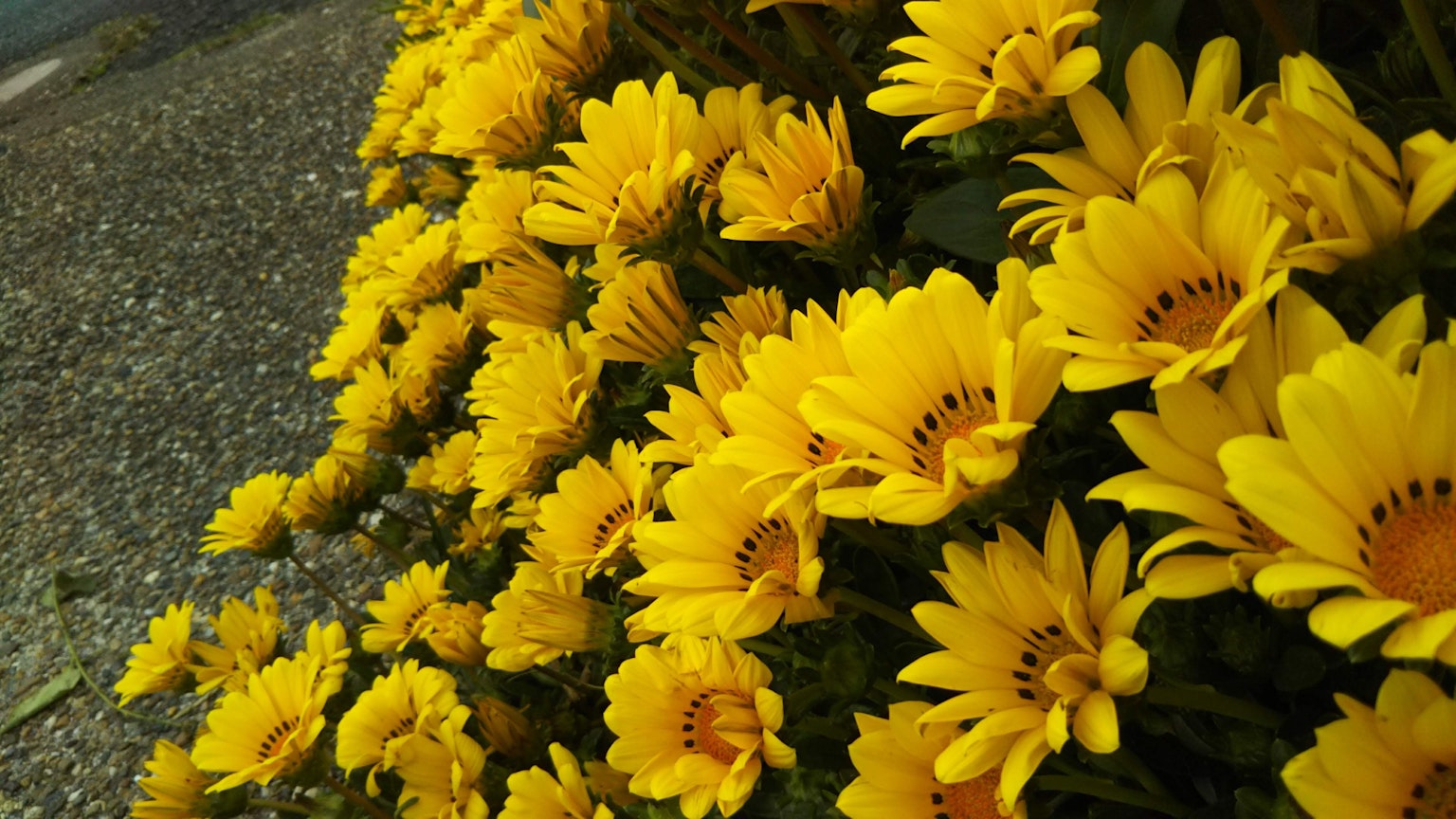 Vibrant yellow flowers blooming in a garden