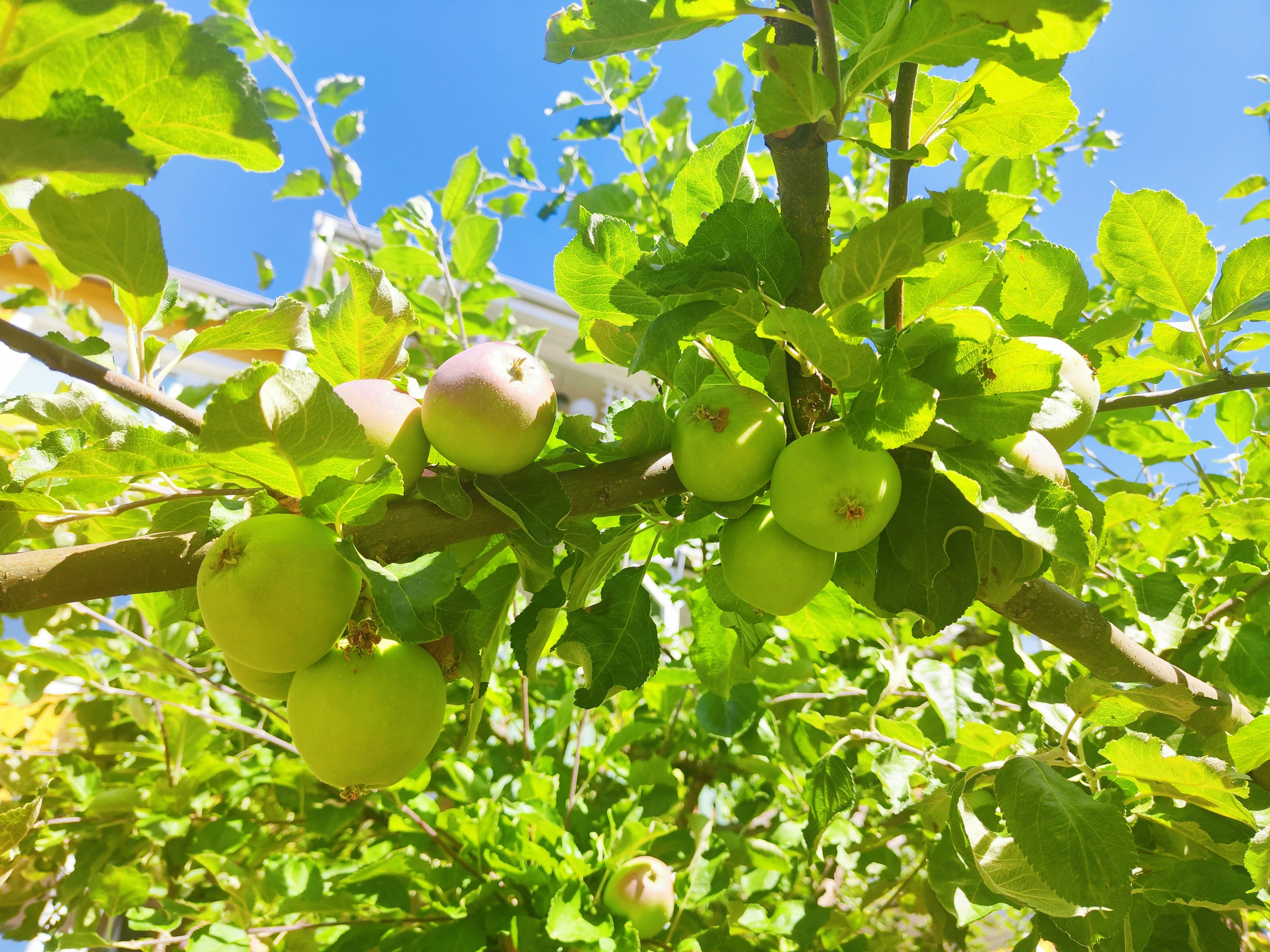 grüne Äpfel reifen an einem Baumzweig unter blauem Himmel