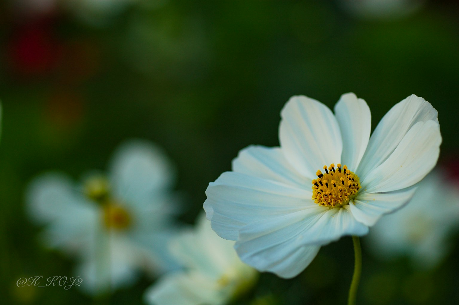 Close-up of a beautiful white flower with yellow center and soft green background