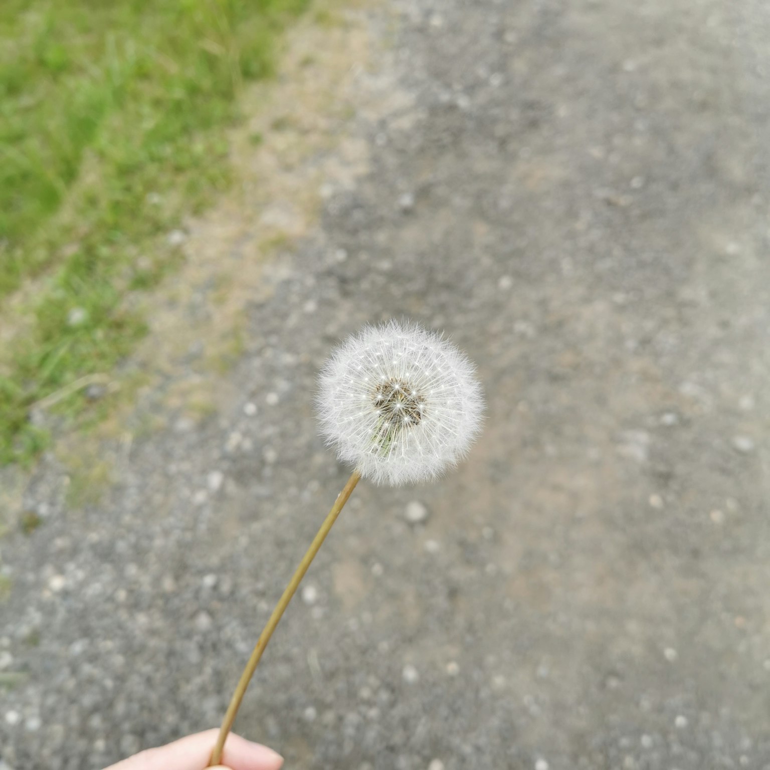 A hand holding a white dandelion flower against a green grass and gravel path