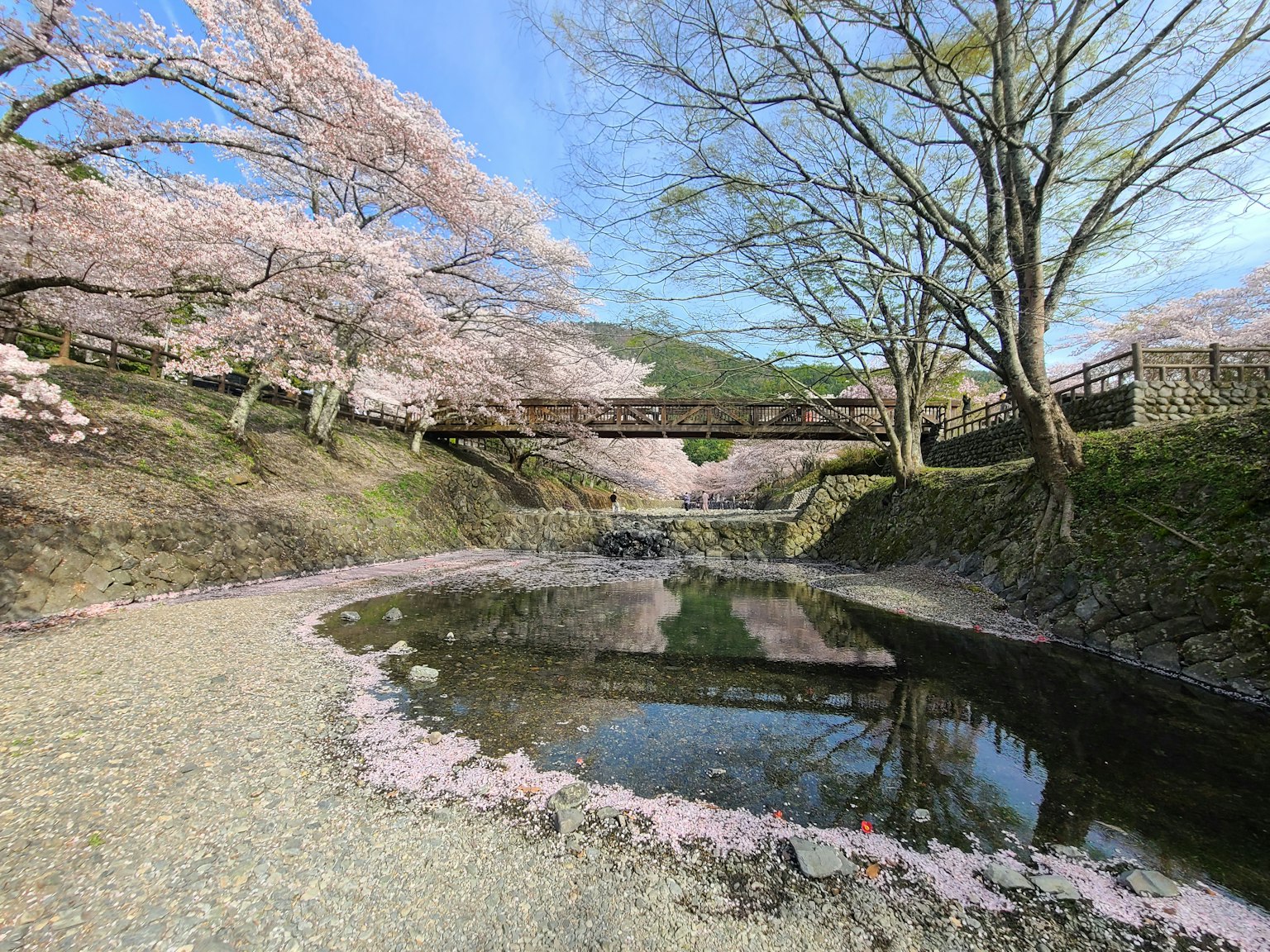 ทิวทัศน์ที่สวยงามของซากุระริมแม่น้ำพร้อมสะพานและการสะท้อนในน้ำ