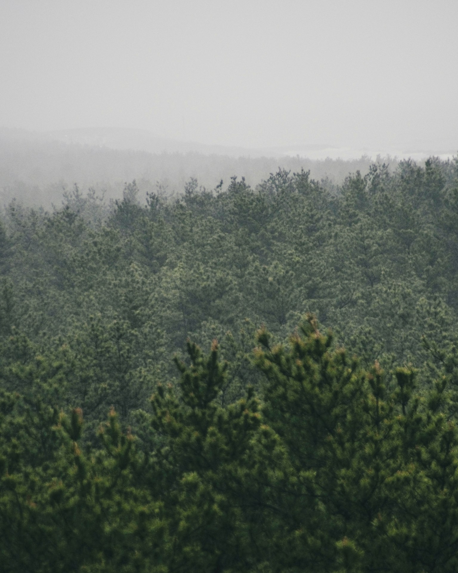Paisaje forestal verde exuberante envuelto en niebla