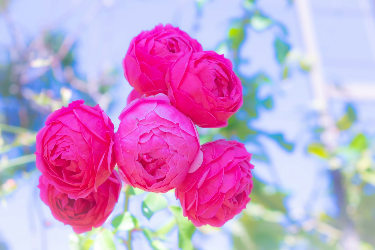 Un bouquet di rose rosa vivaci su uno sfondo blu