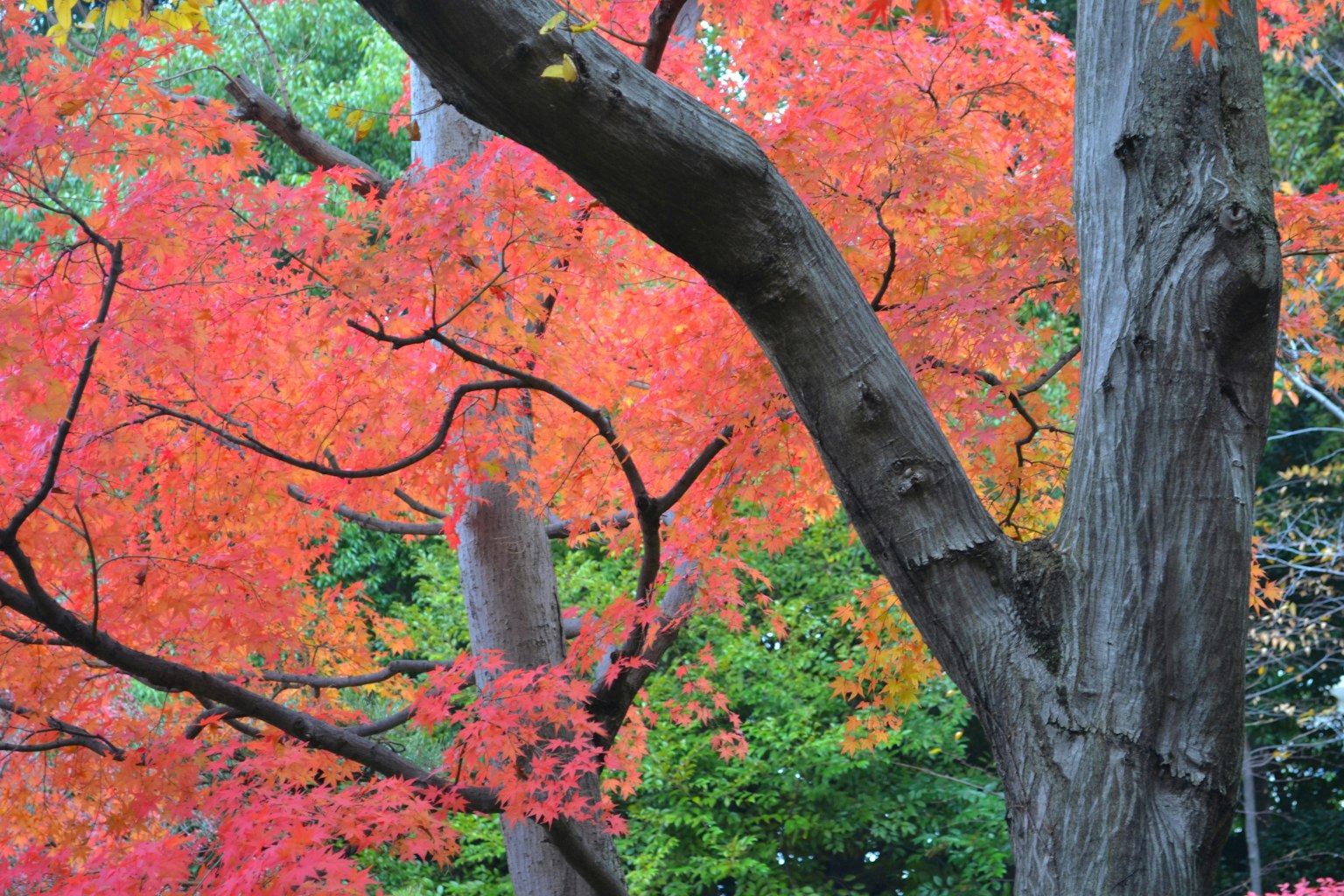 Vista pittoresca di fogliame autunnale vibrante con foglie rosse e tronchi d'albero