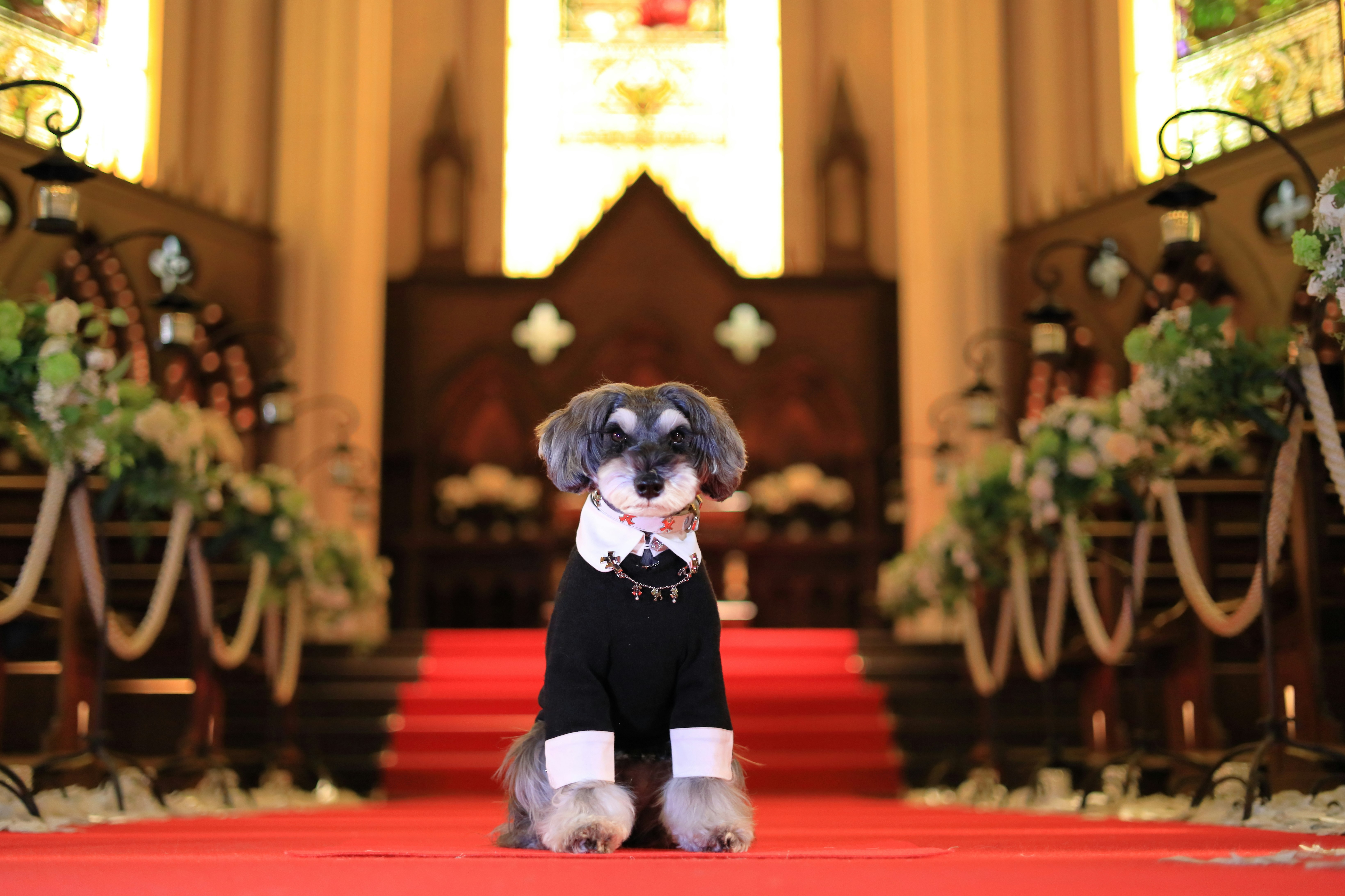 教会の赤い絨毯の前で黒い服を着た小型犬