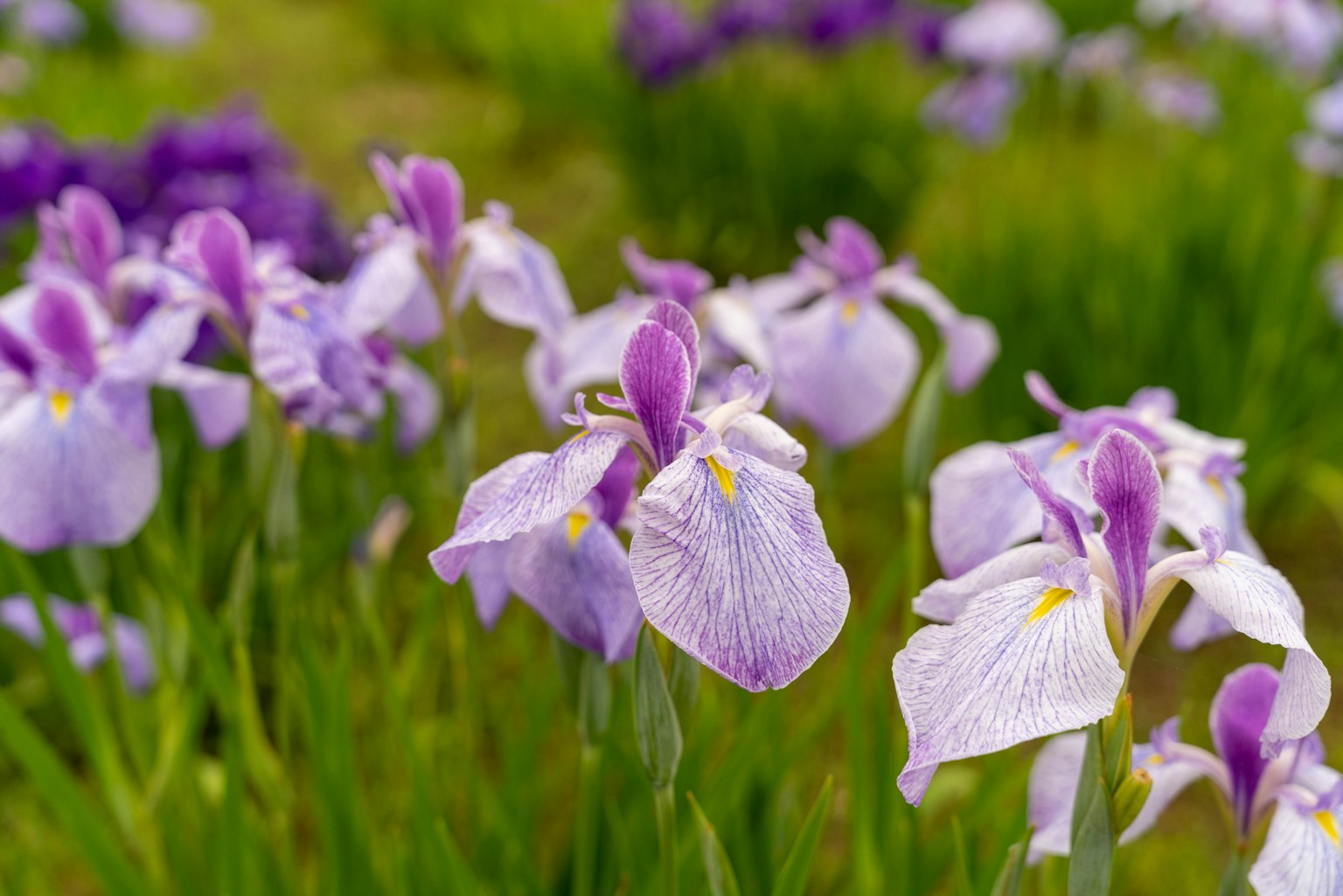Schöner Cluster von lila Schwertlilien in voller Blüte