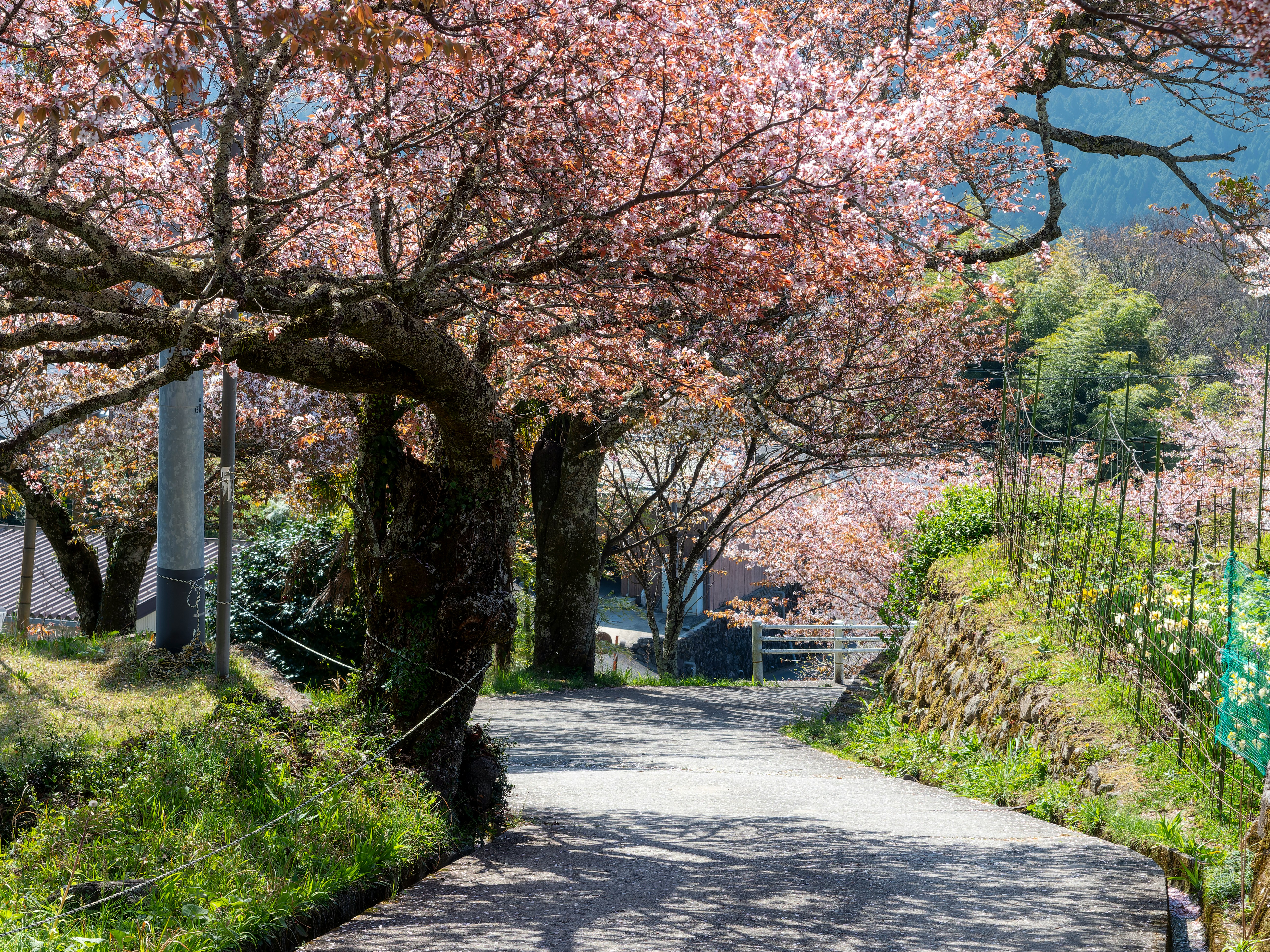 里山の春の三多気で咲く桜並木の道路