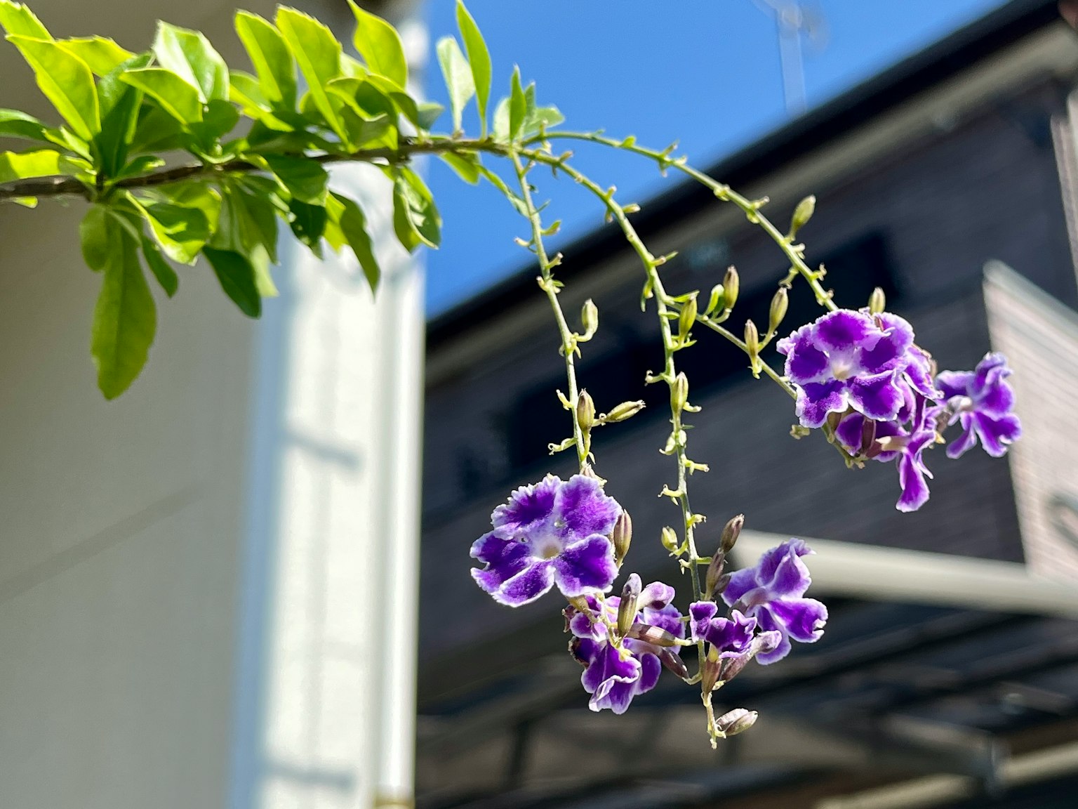 Primer plano de una rama con flores moradas contra un cielo azul