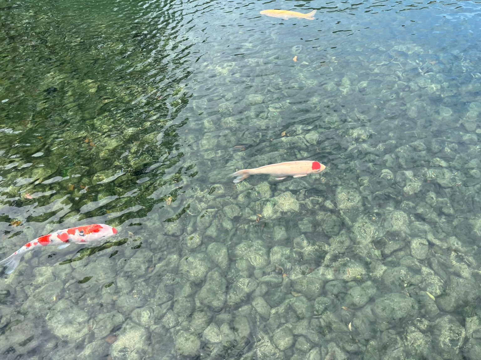 Koi nadando en agua clara sobre un fondo rocoso