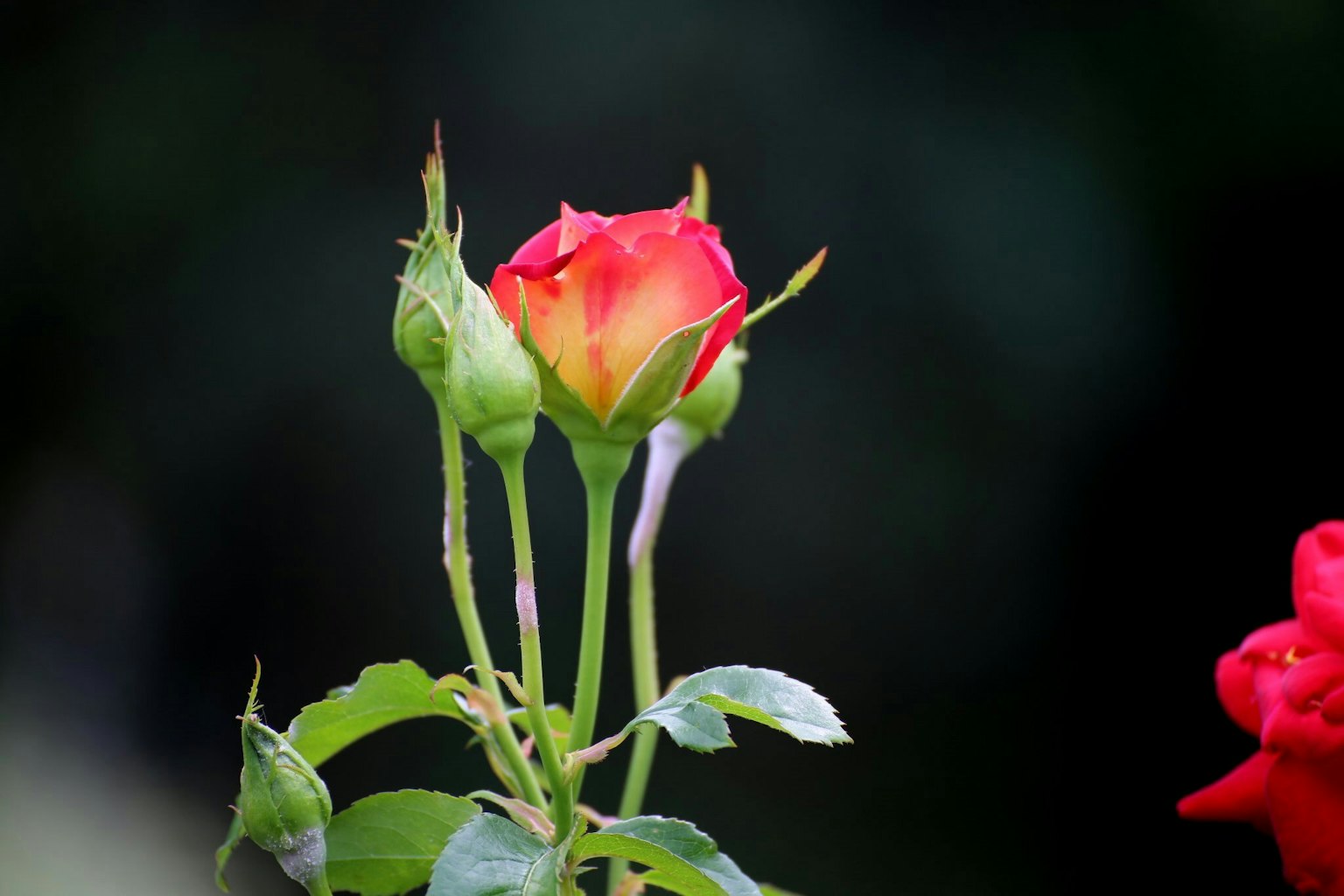 ตูมกุหลาบที่สวยงามมีเฉดสีแดงและเหลืองข้างใบไม้สีเขียว