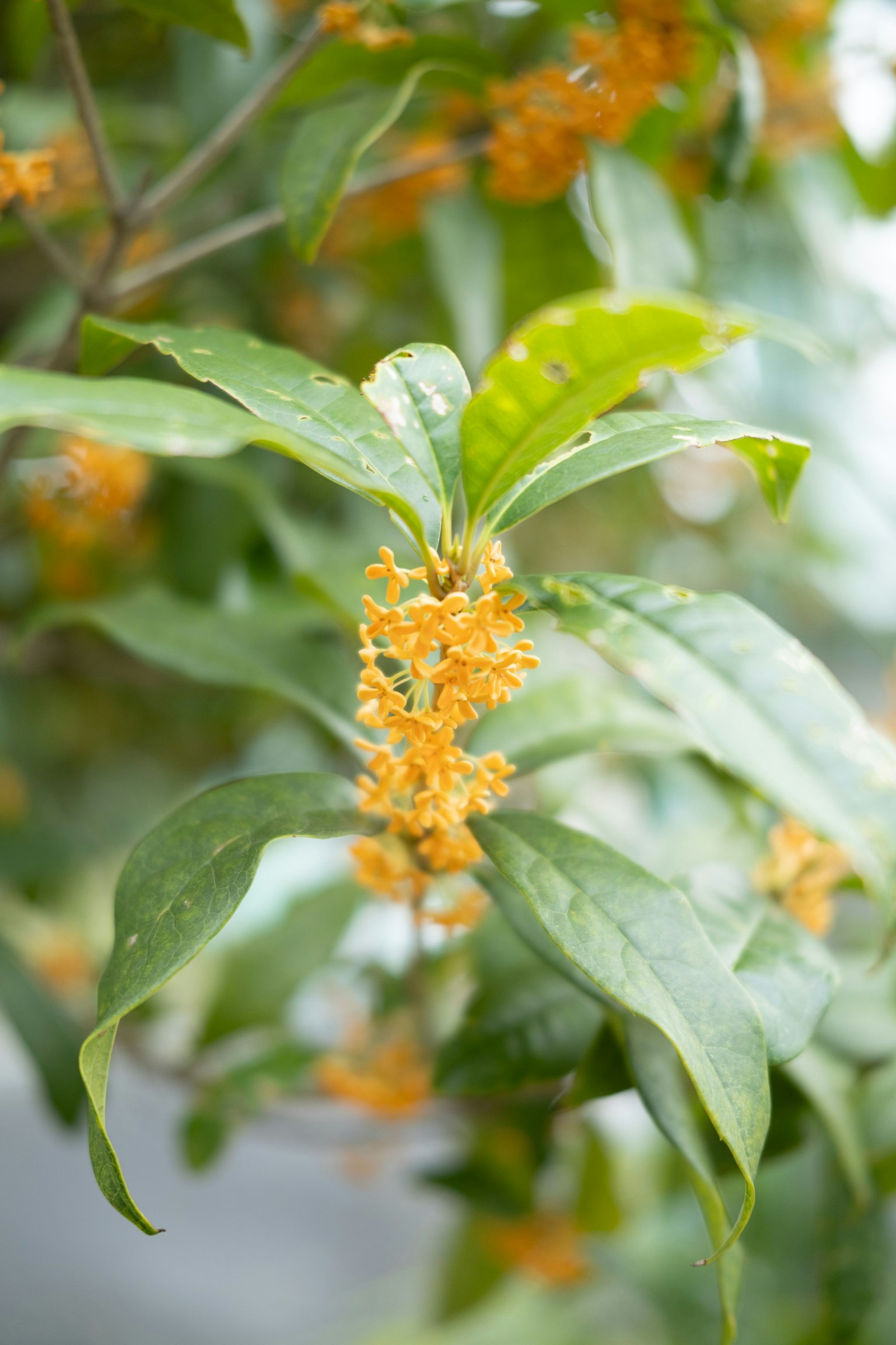 ภาพที่มีดอกไม้สีส้มมีกลิ่นหอมและใบเขียวของต้นออสแมนธัส