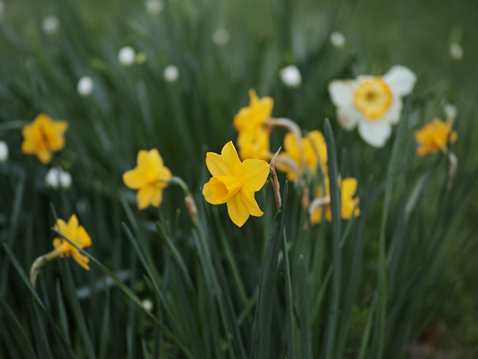 Jonquilles jaunes fleurissant parmi des feuilles vertes