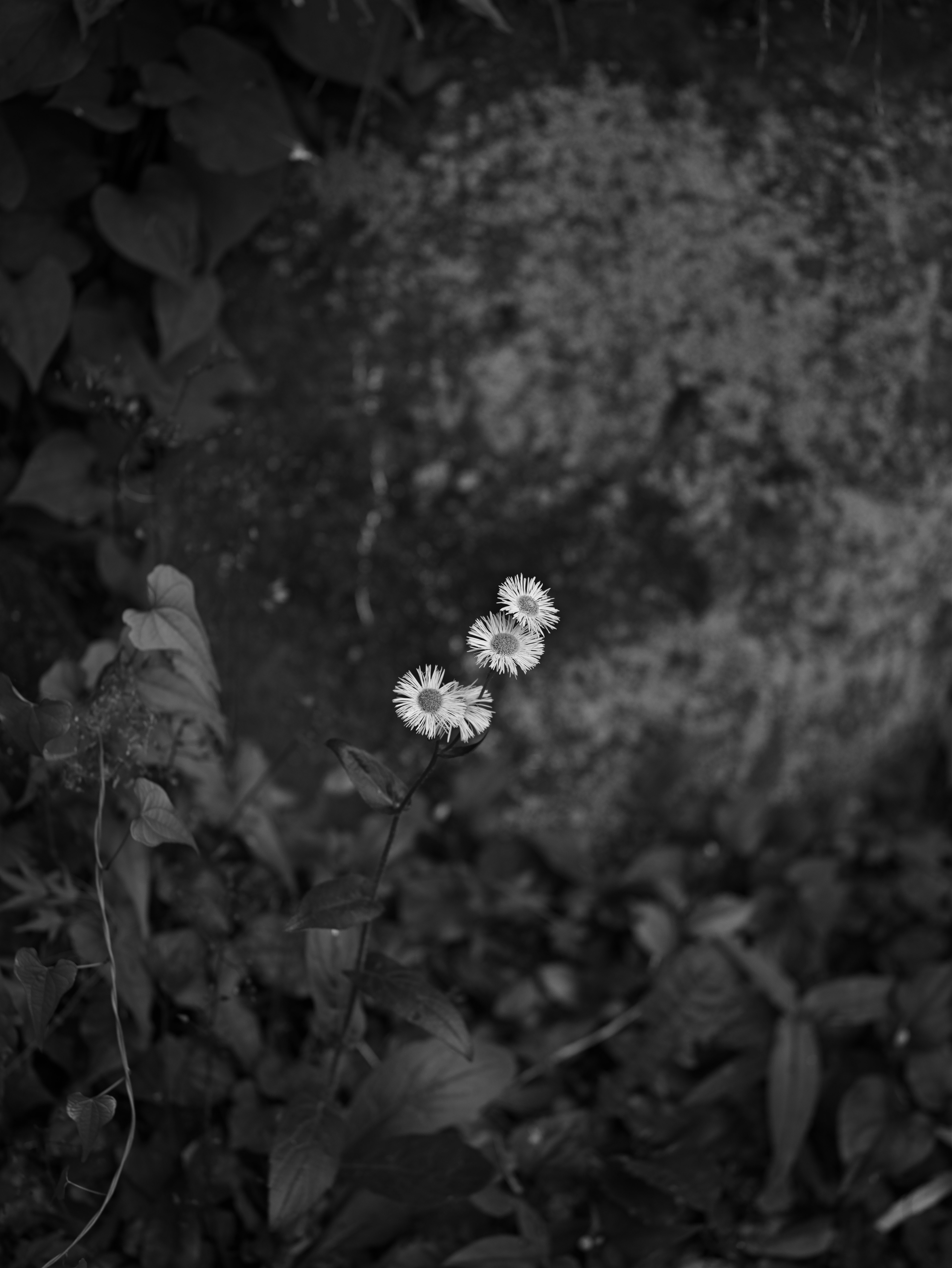 草むらに咲く小さな花