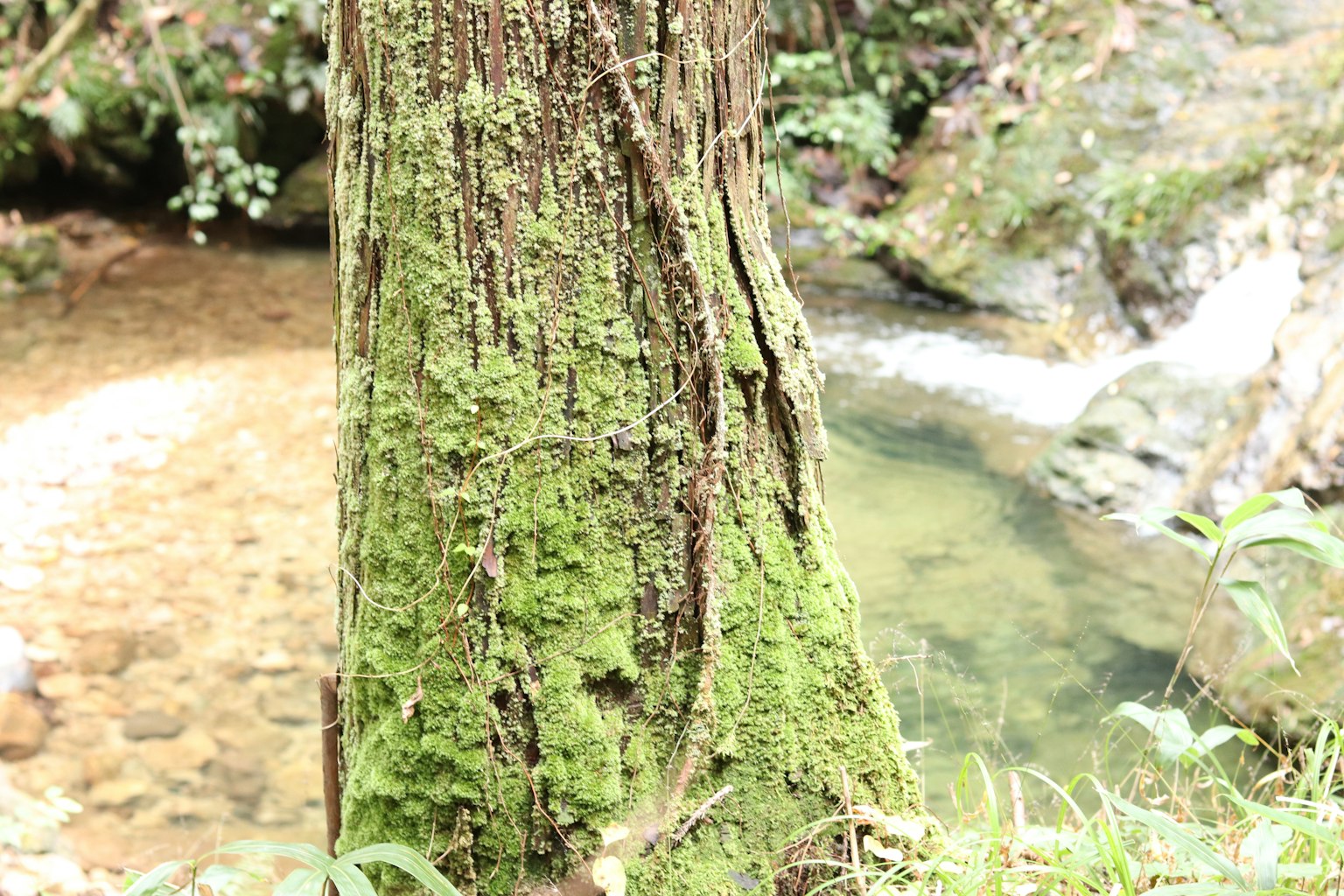 Fusto di albero ricoperto di muschio in una foresta lussureggiante con un ruscello che scorre