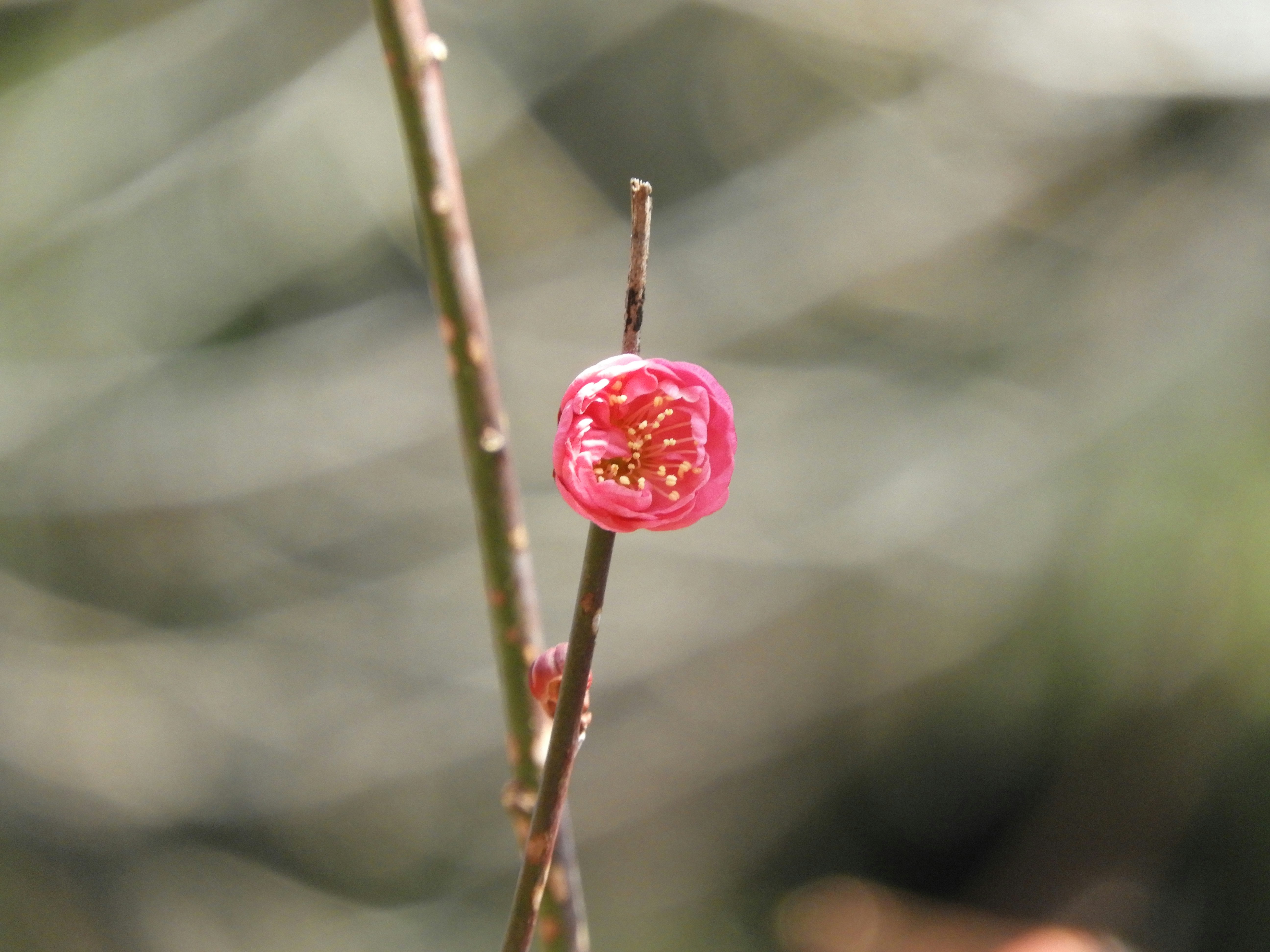 梅の花のつぼみと枝先