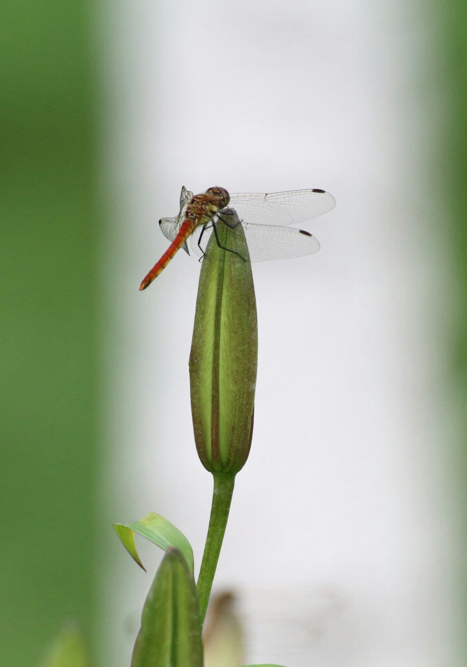 Nahaufnahme einer orangefarbenen Libelle auf einer grünen Knospe mit unscharfem Hintergrund