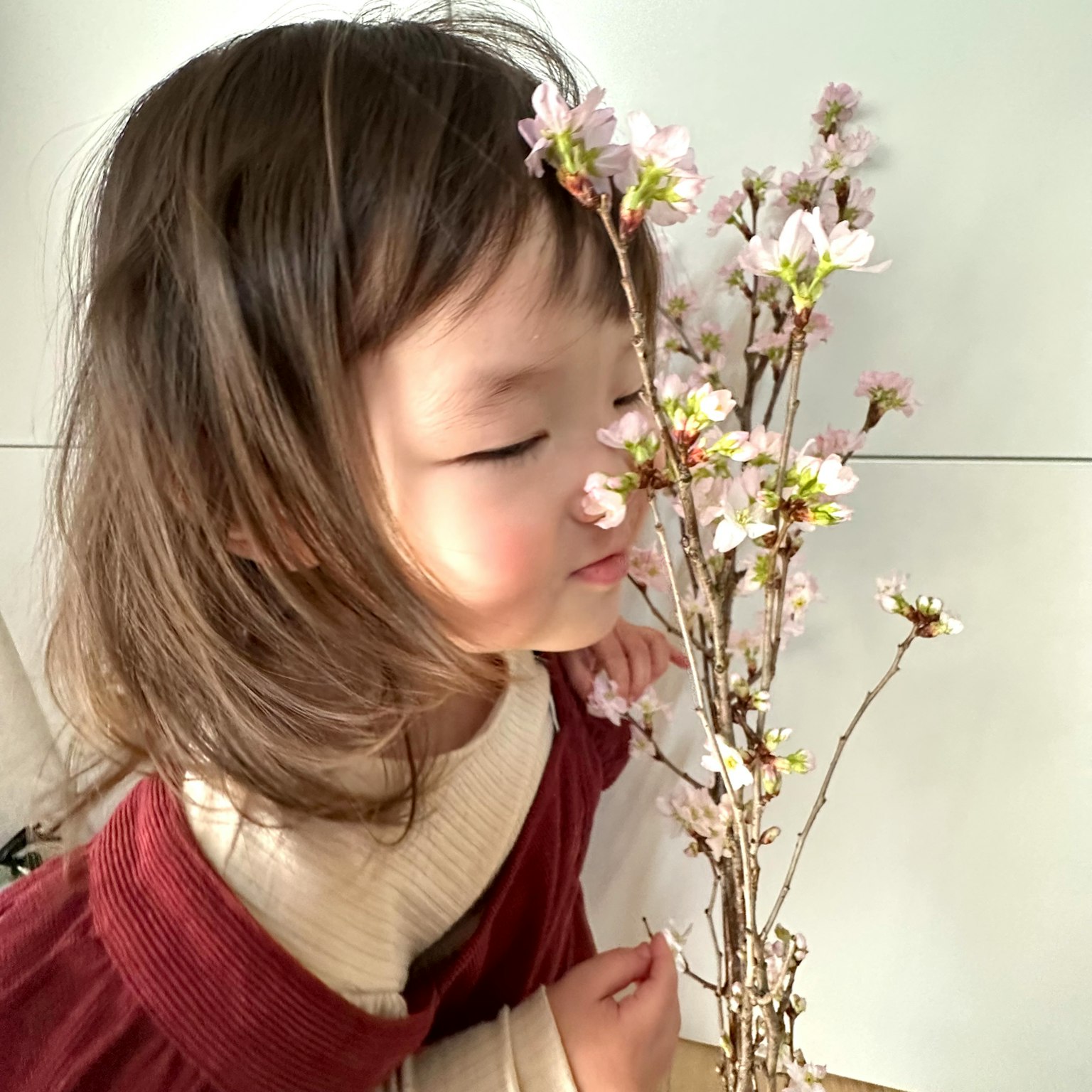 A small girl is leaning towards cherry blossom flowers