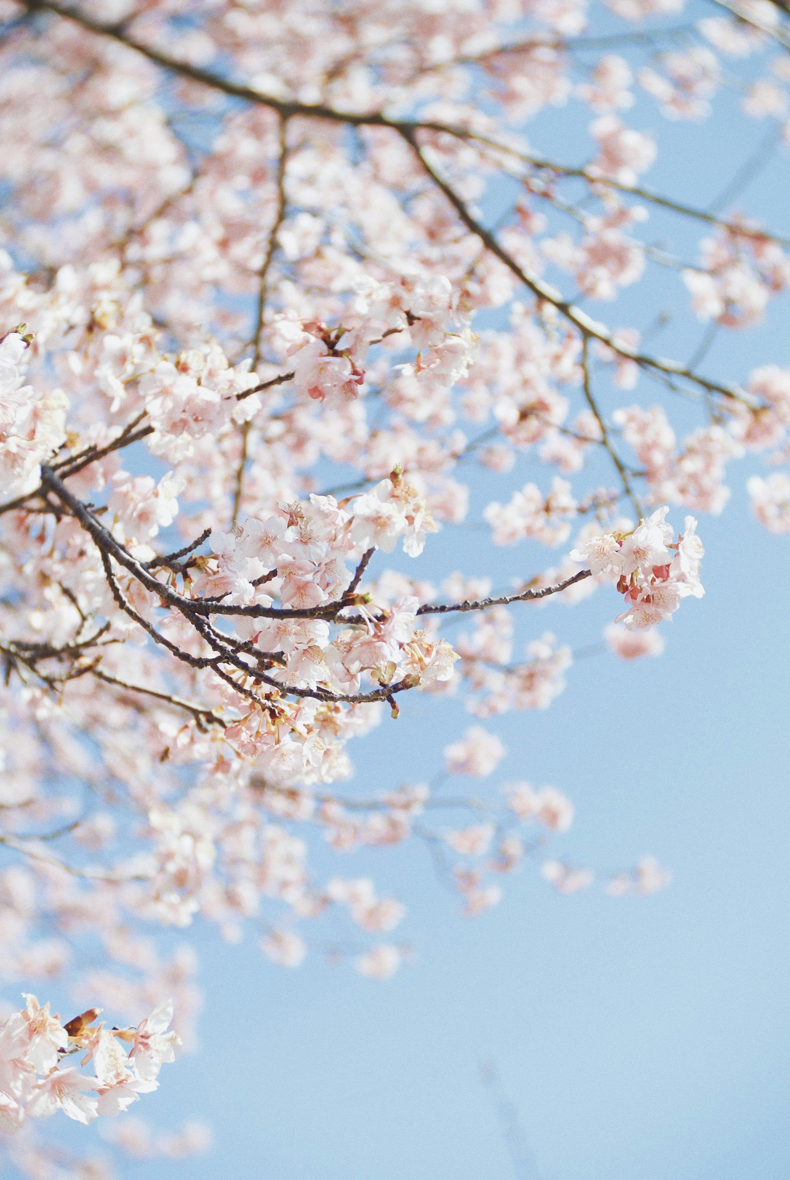 桜の花が枝に咲く青空の下の春景色