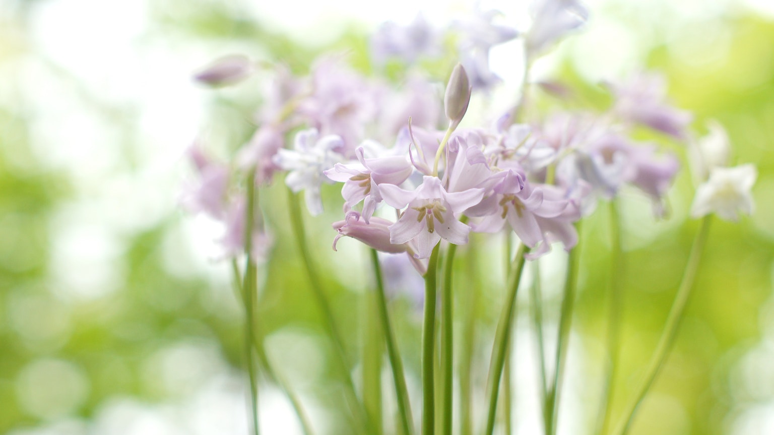 Groupe de fleurs légères violettes dans un arrière-plan flou