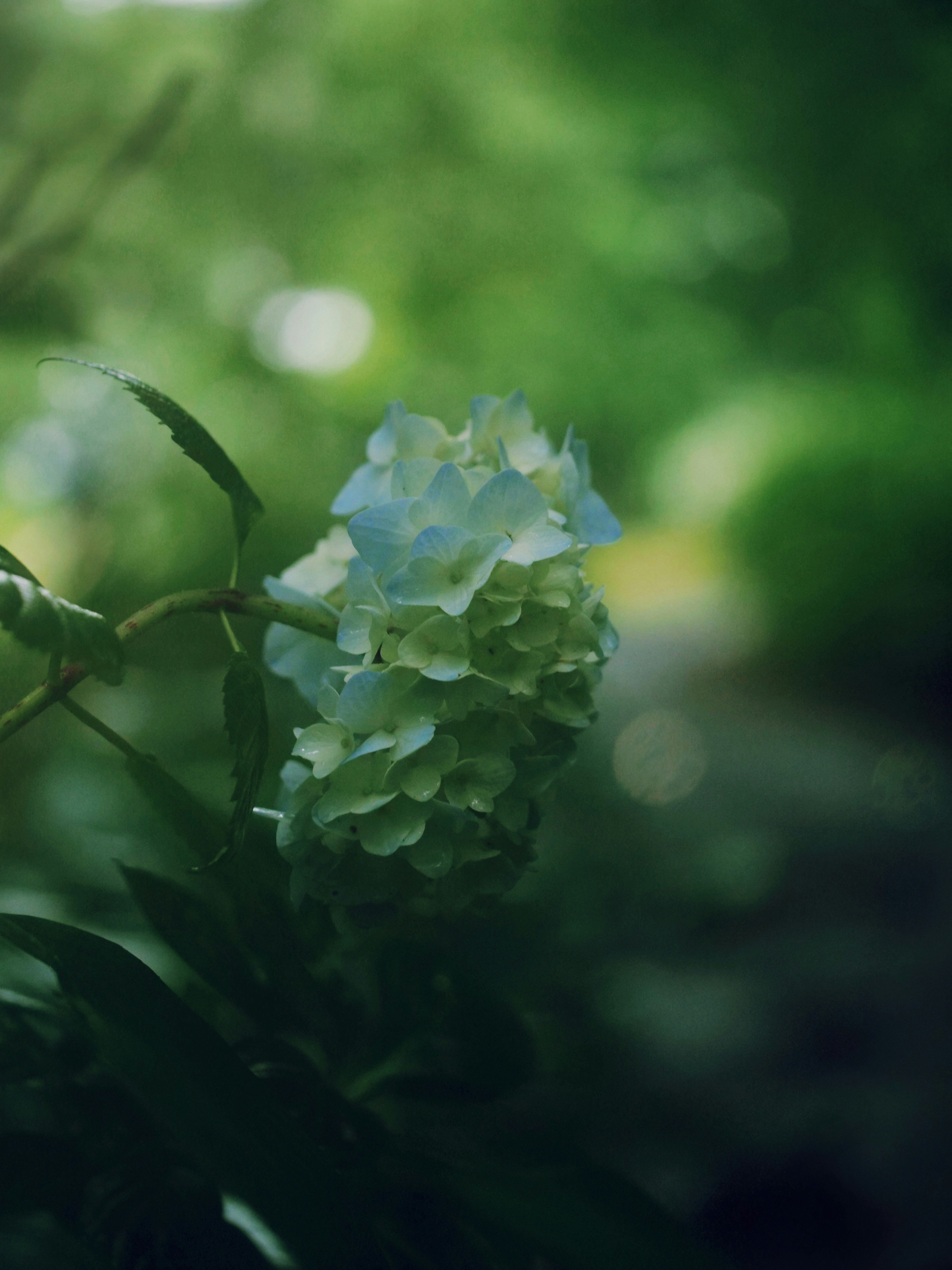緑の背景に咲くアジサイの花