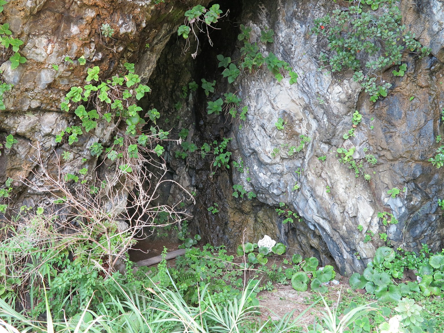 Entrée d'une grotte recouverte de plantes vertes et de murs rocheux