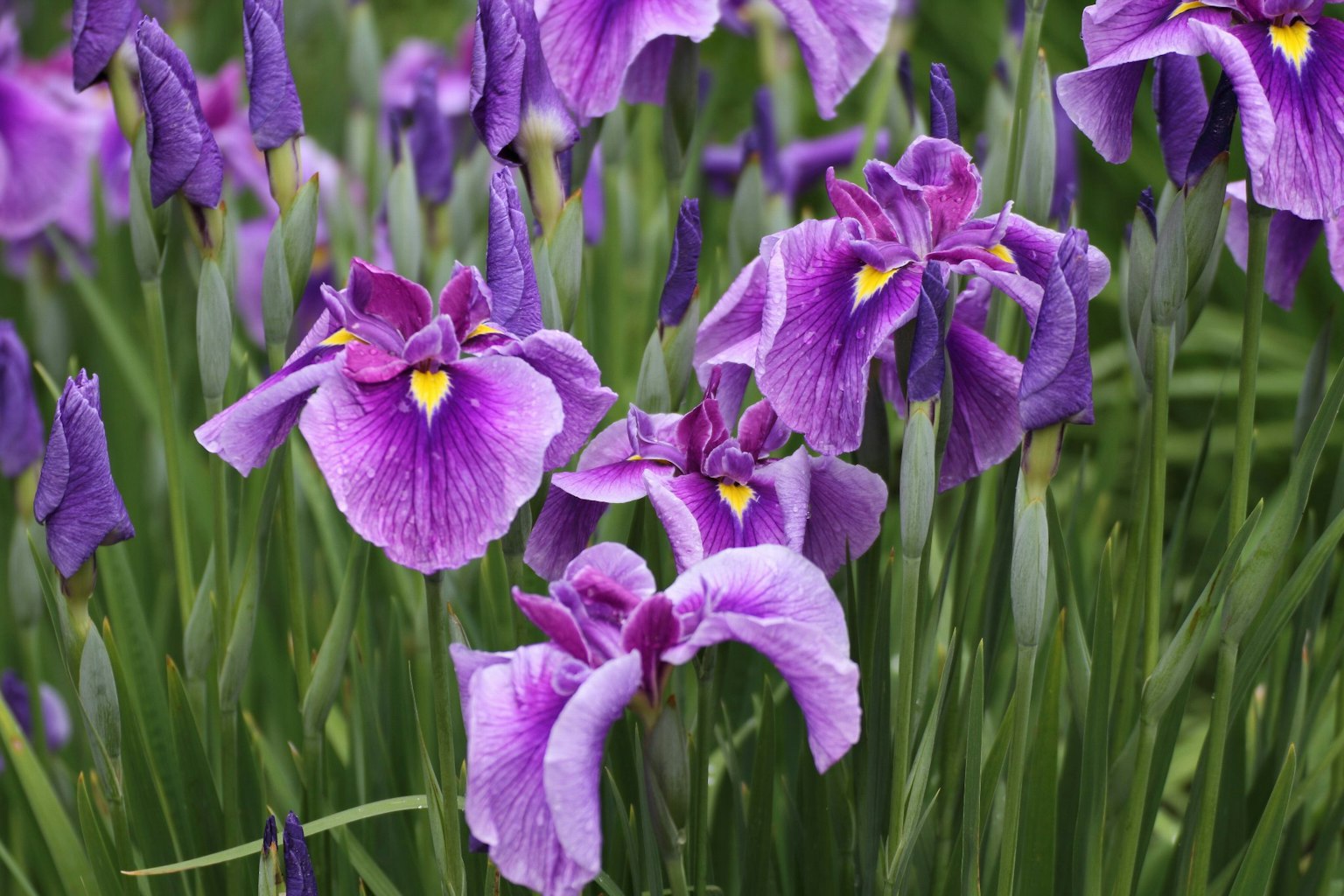 Fiori di iris viola che fioriscono tra l'erba verde