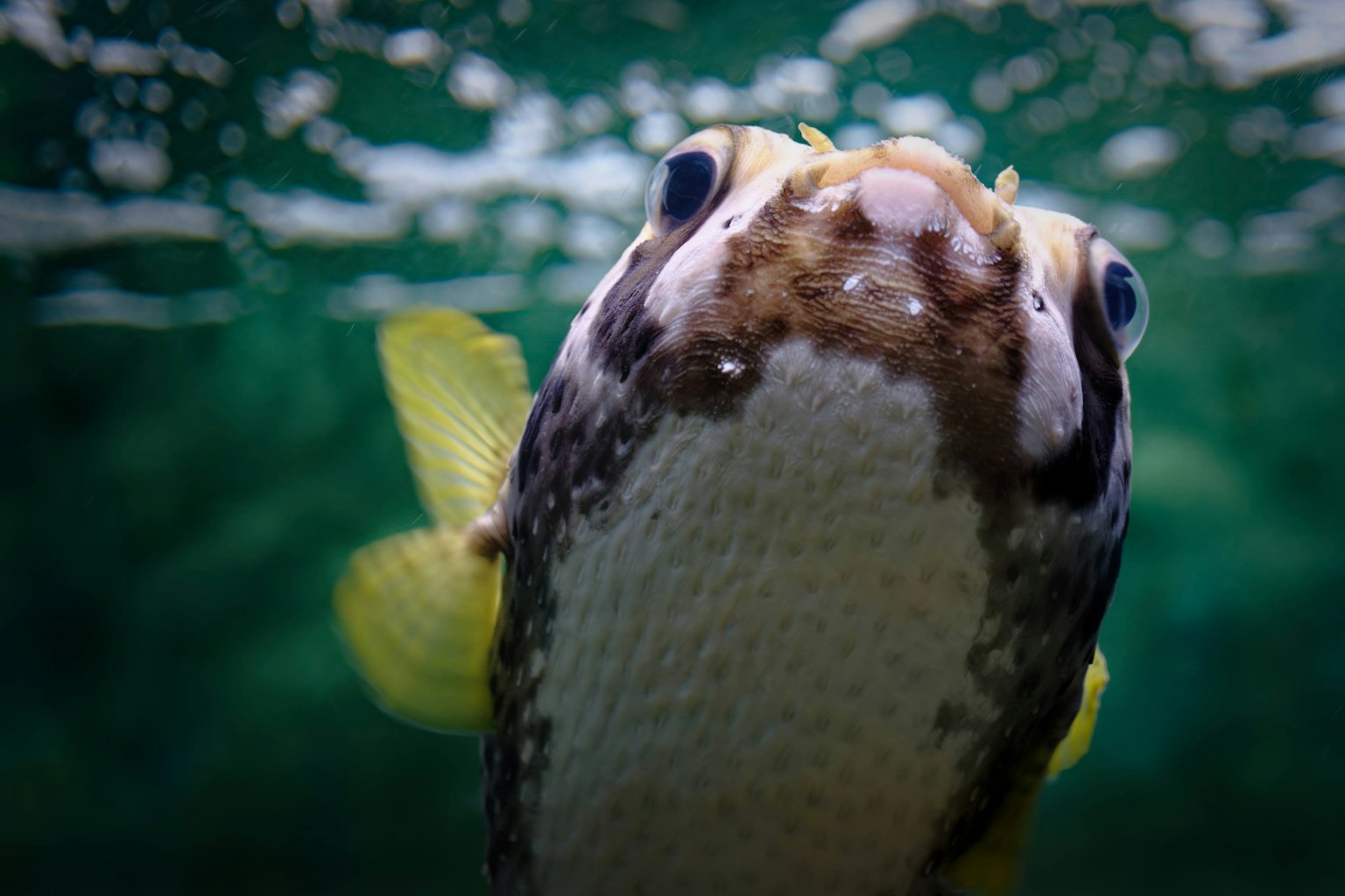 Gros plan d'un poisson émergeant de l'eau avec des nageoires jaunes vives et des motifs uniques