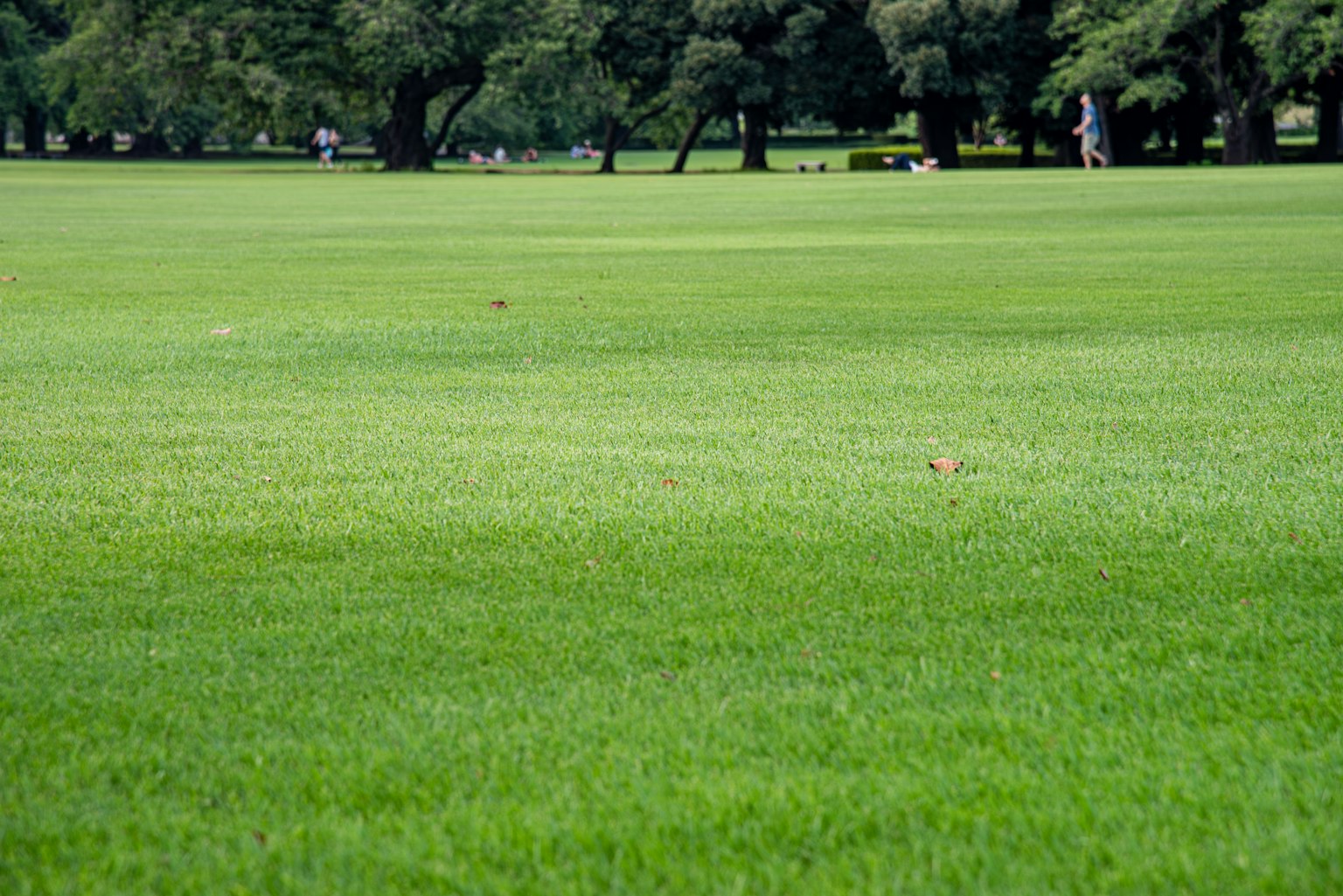 Expansive green lawn with scattered trees