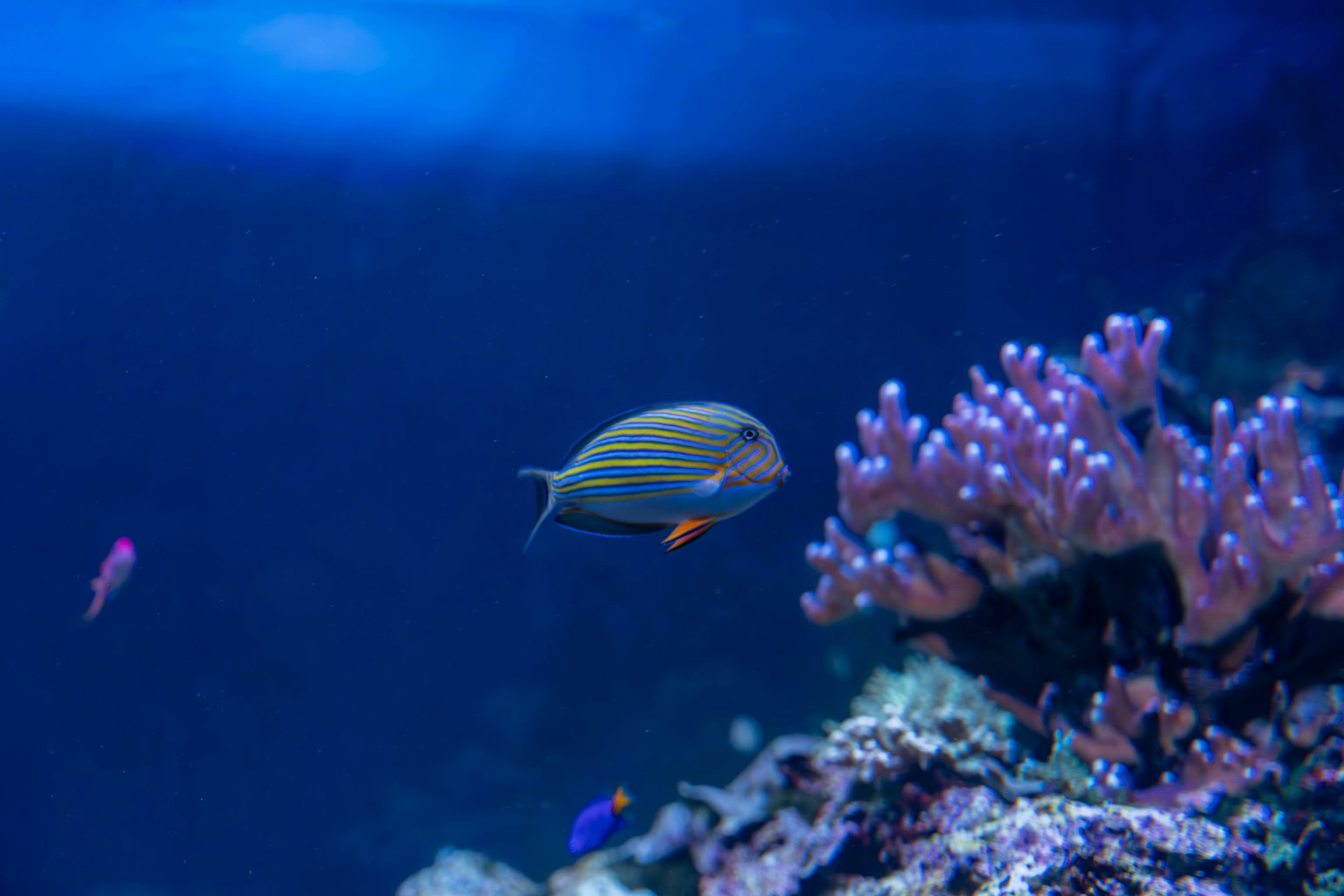 A striped fish swimming near colorful coral reefs
