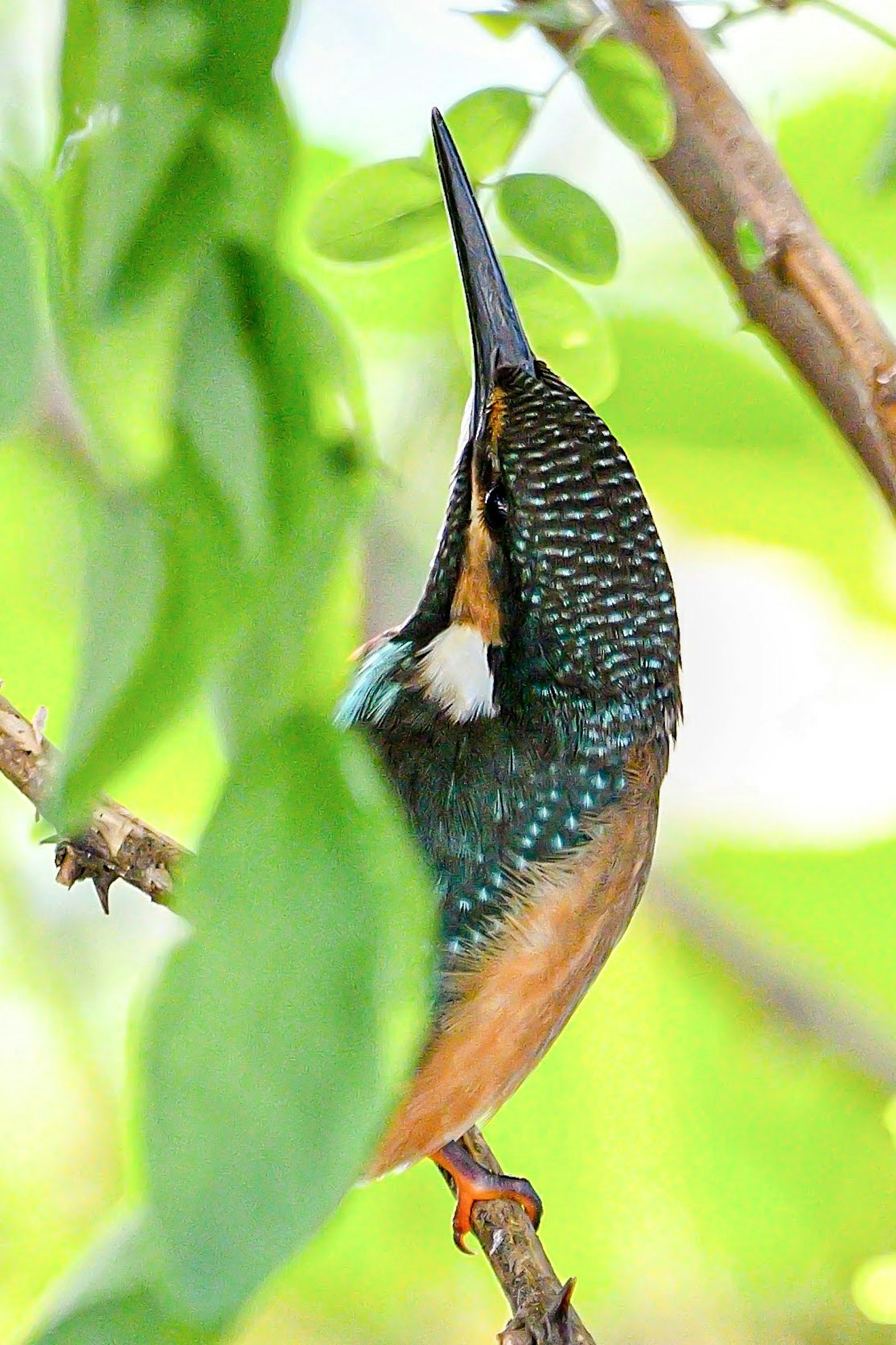 Un hermoso martinete posado en una rama plumas vibrantes y hojas verdes