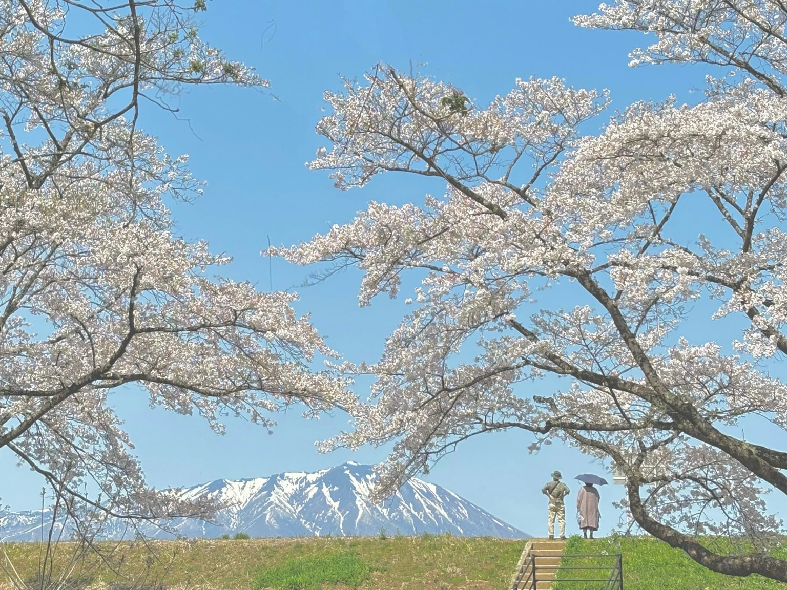 在櫻花樹下站著的兩個人，背景是雪山和晴朗的藍天