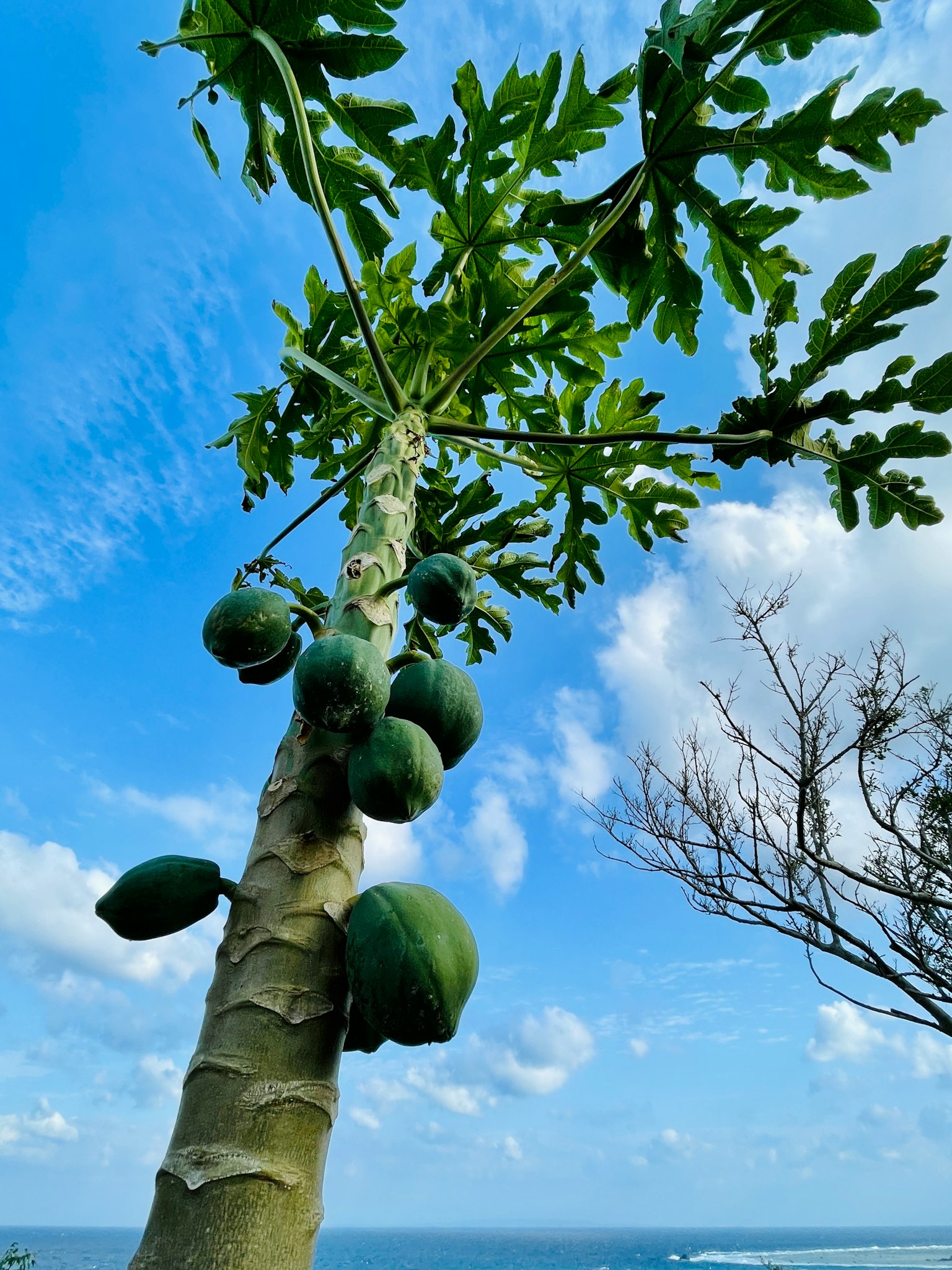 Pohon pepaya dengan buah hijau di bawah langit biru