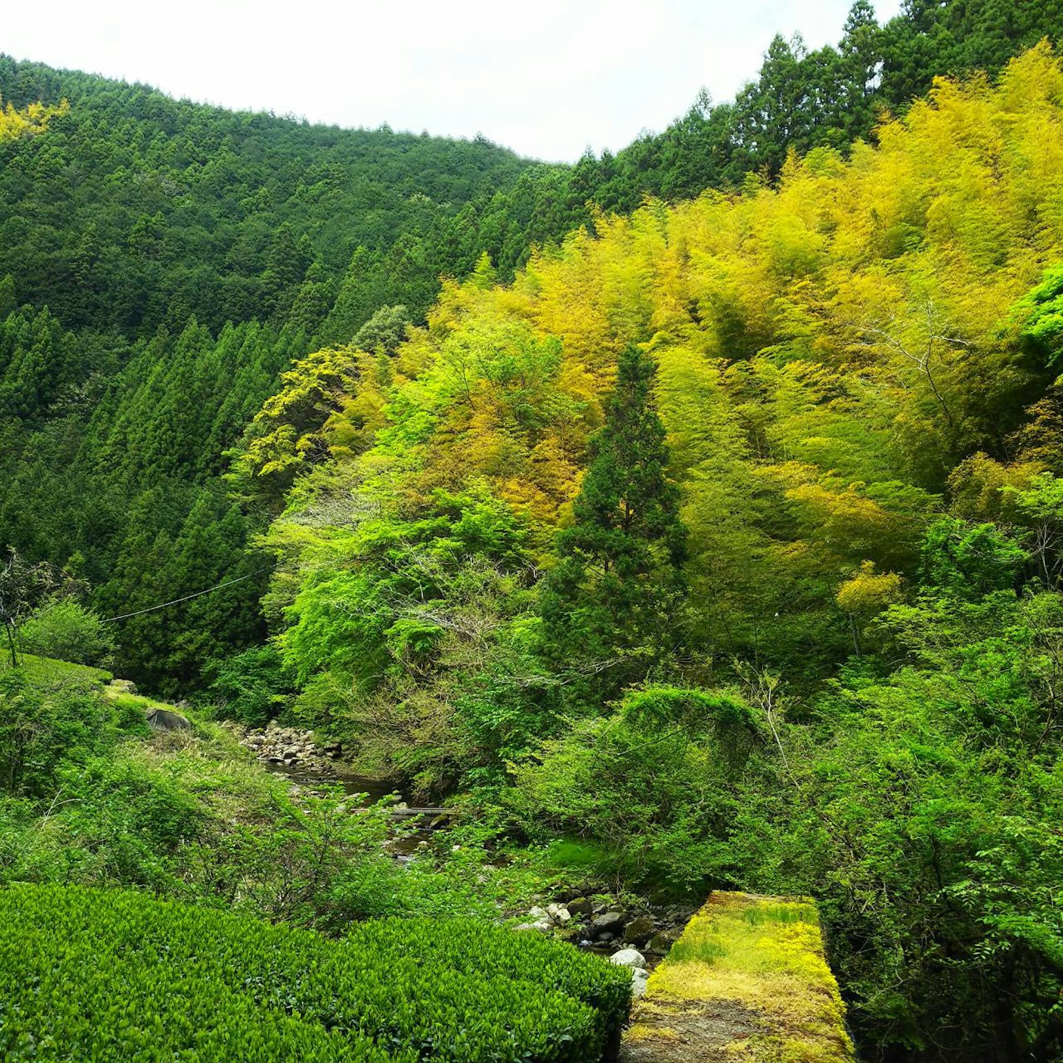 Meraviglioso paesaggio montano con alberi verdi e gialli