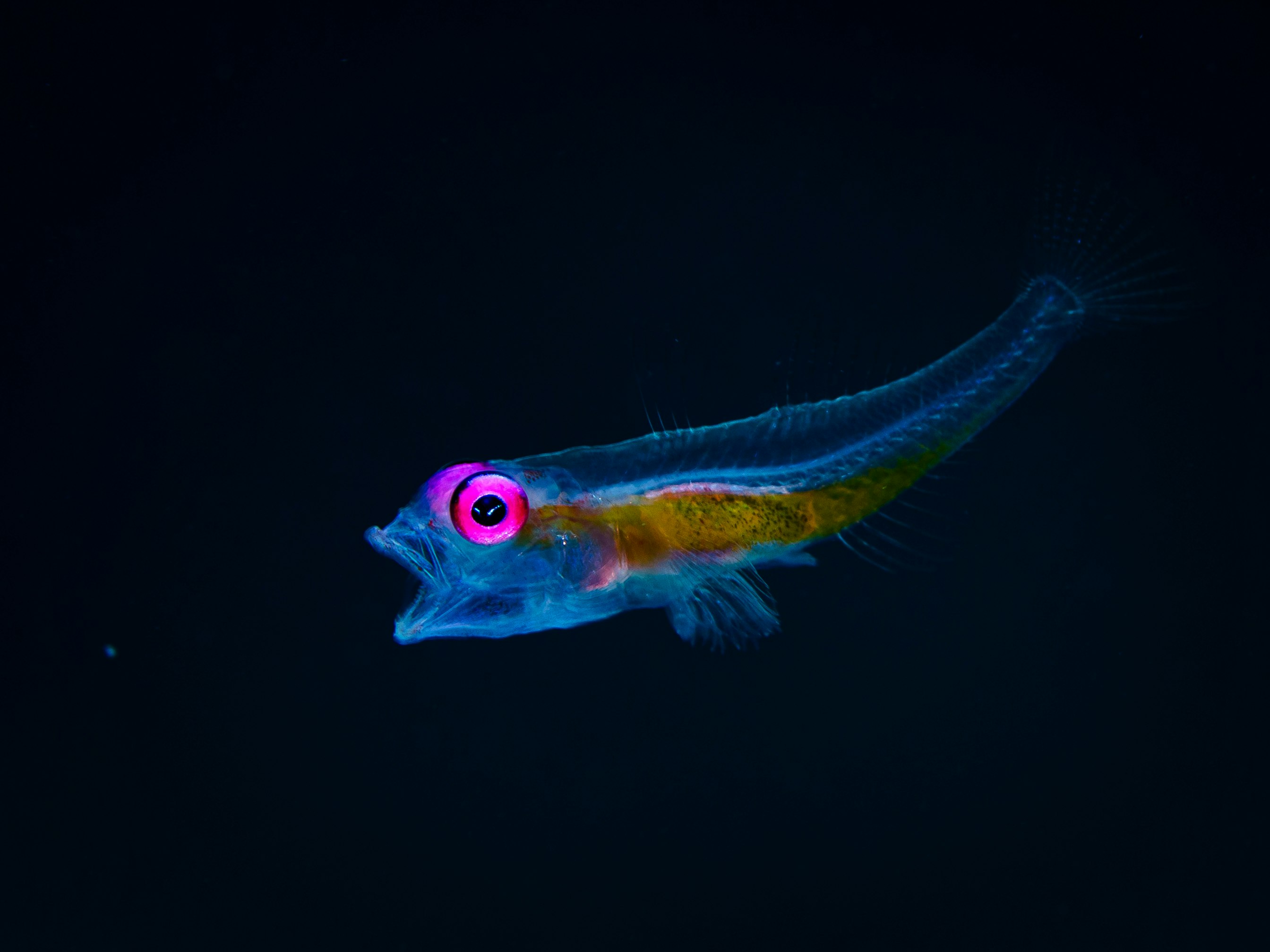 暗い水中を泳ぐカラフルな魚