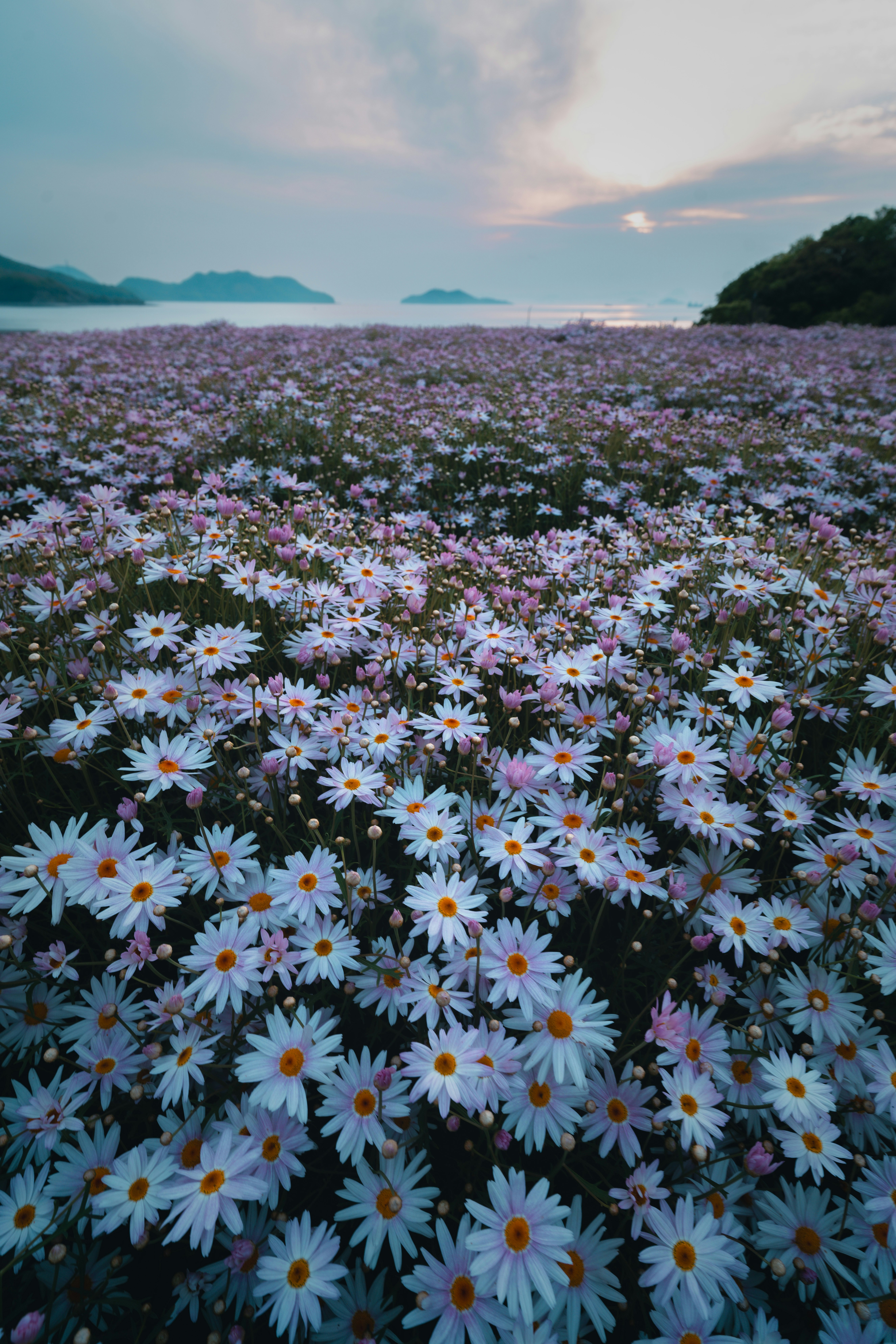 Un champ de marguerites en fleurs sur une colline au bord de la mer