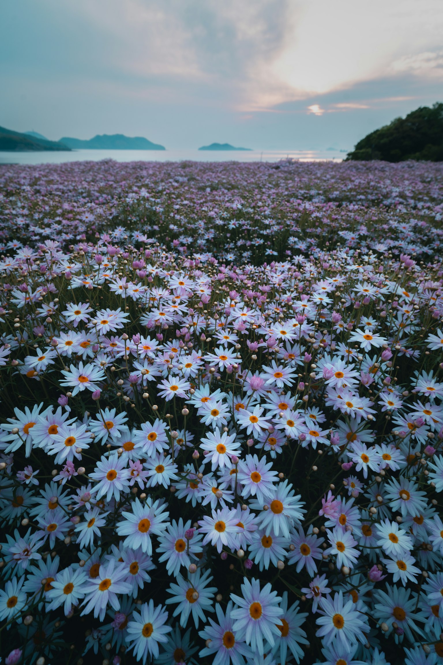 Un campo de margaritas blancas con matices rosas contra un fondo de cielo azul y mar
