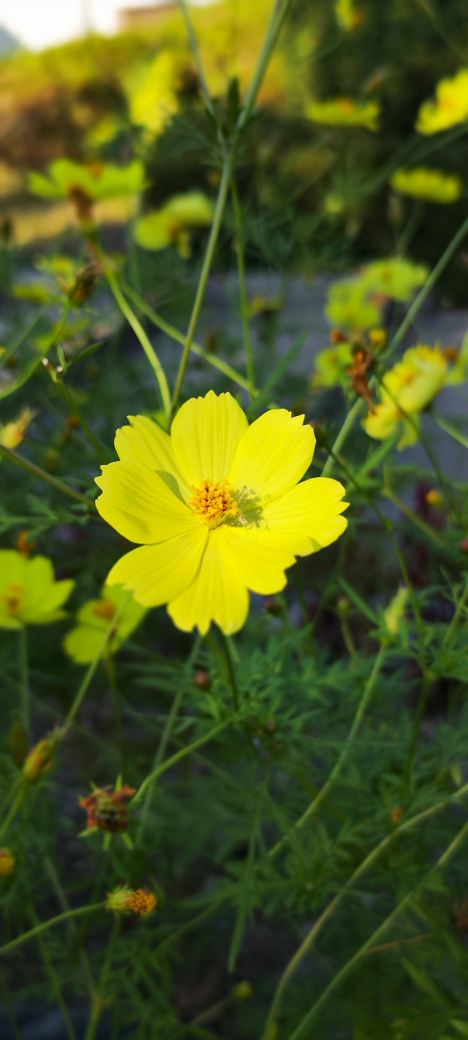 Un fiore giallo brillante che fiorisce tra le foglie verdi