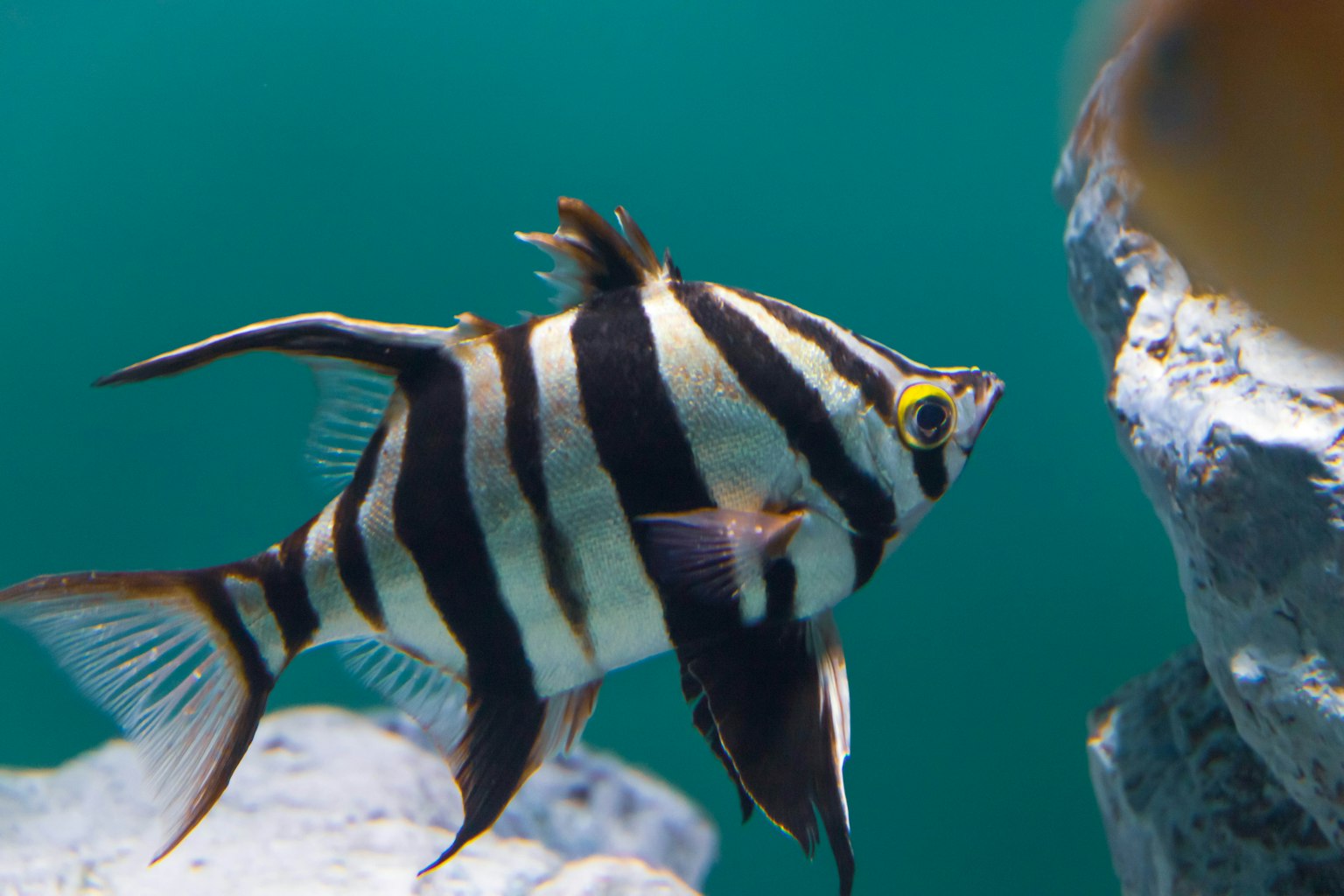 Pesce a strisce che nuota nell'acqua