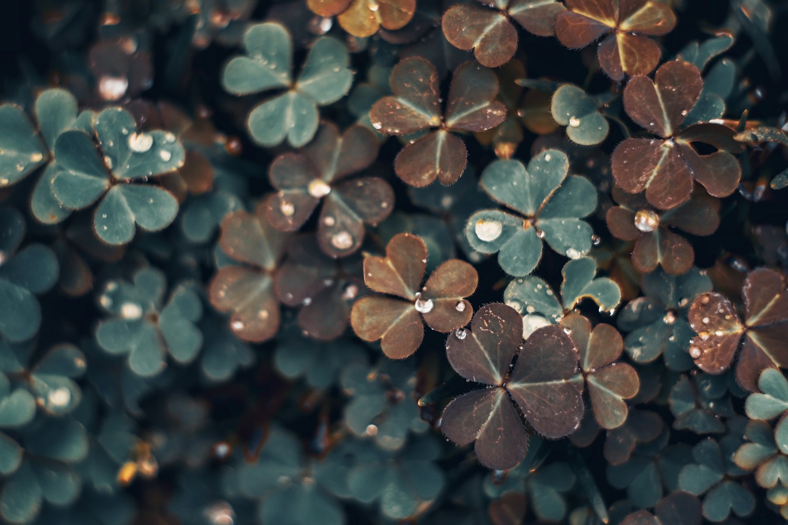 Green and brown clover leaves with droplets spread across the image