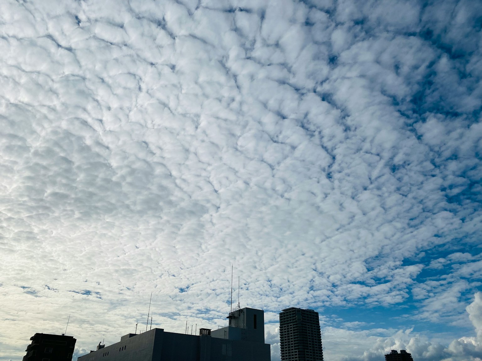 A view of a blue sky filled with white clouds above tall buildings