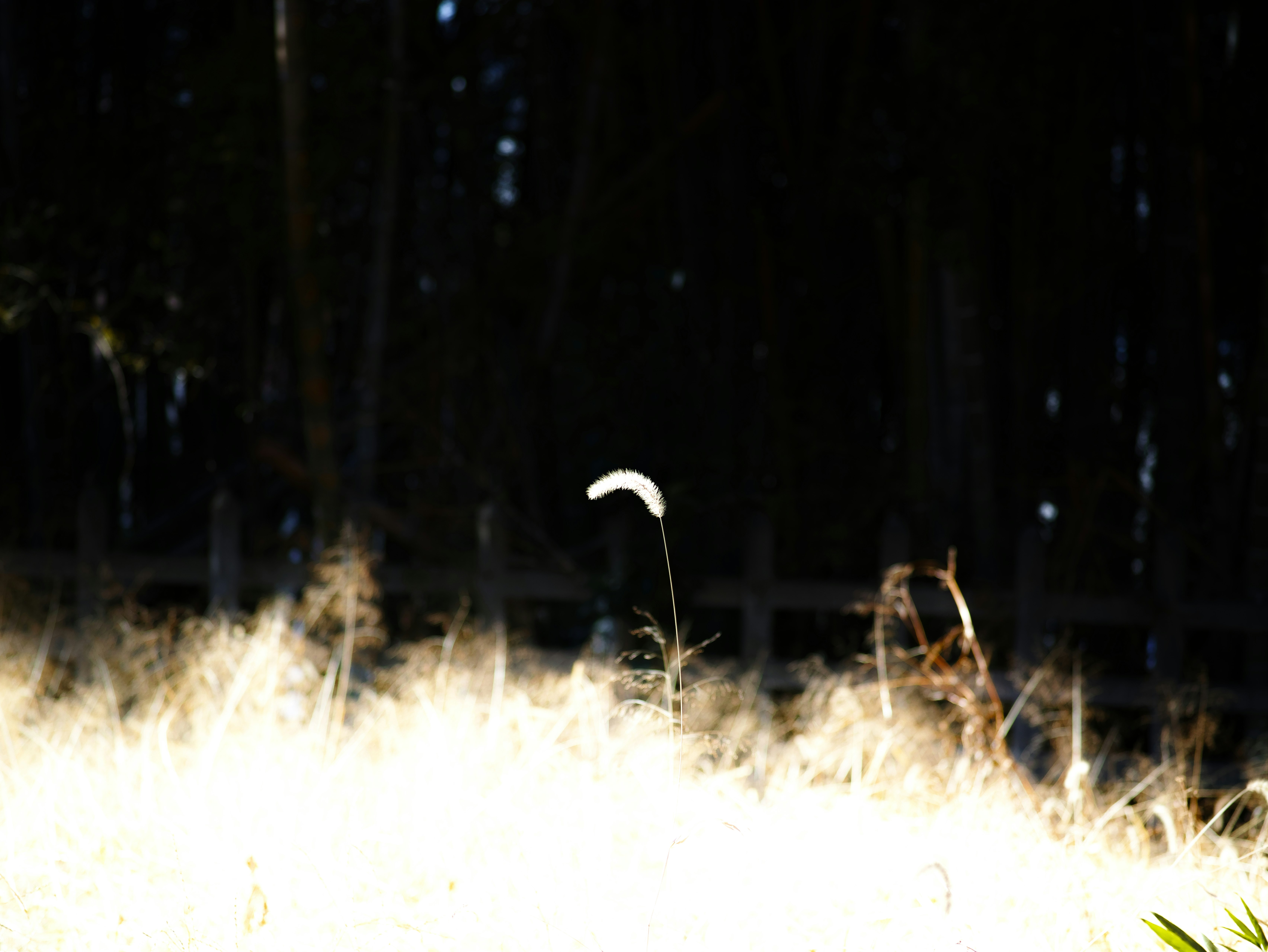 streetlight glow over night grass