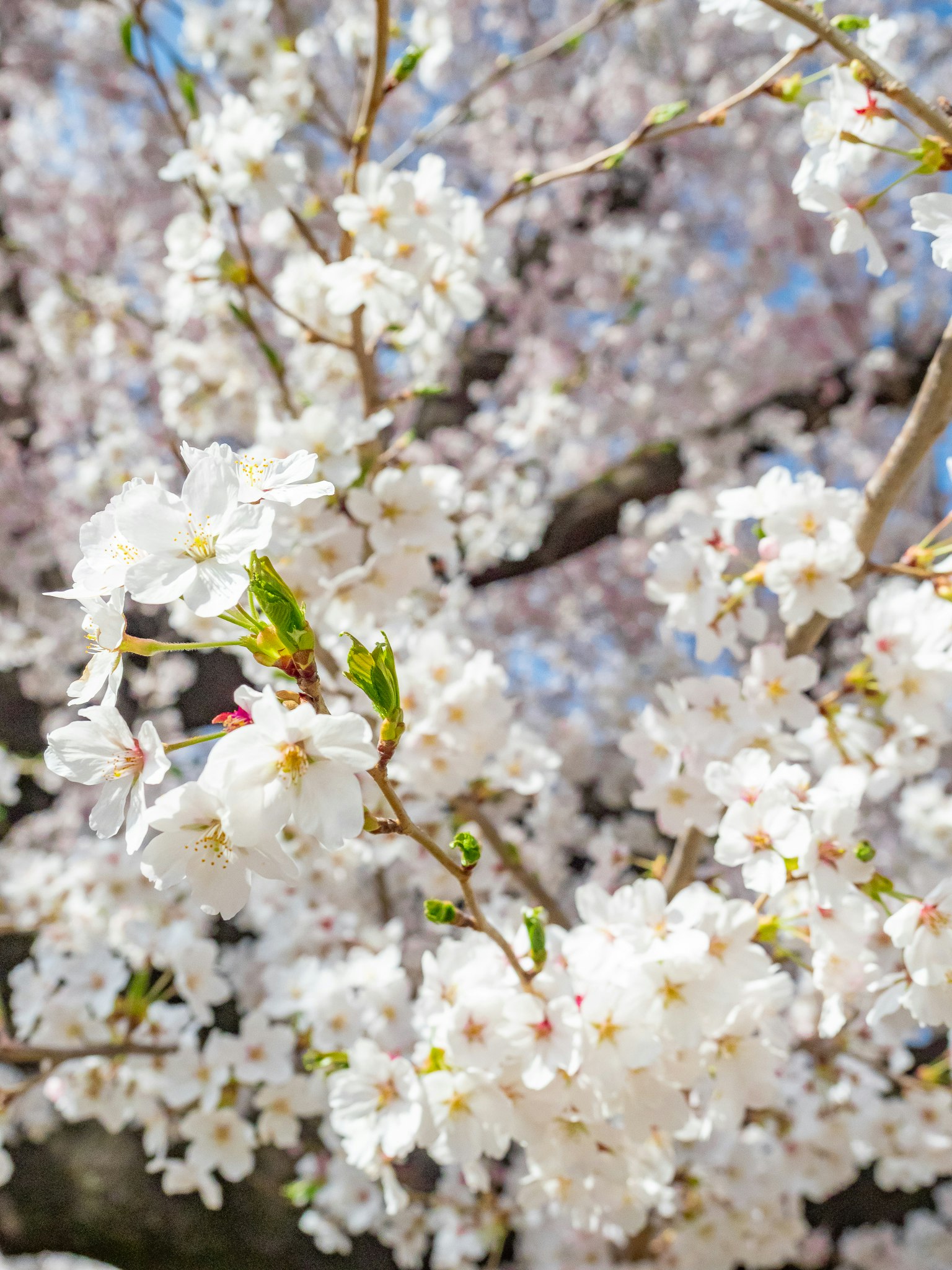 満開の桜の花が枝いっぱいに咲く春の風景