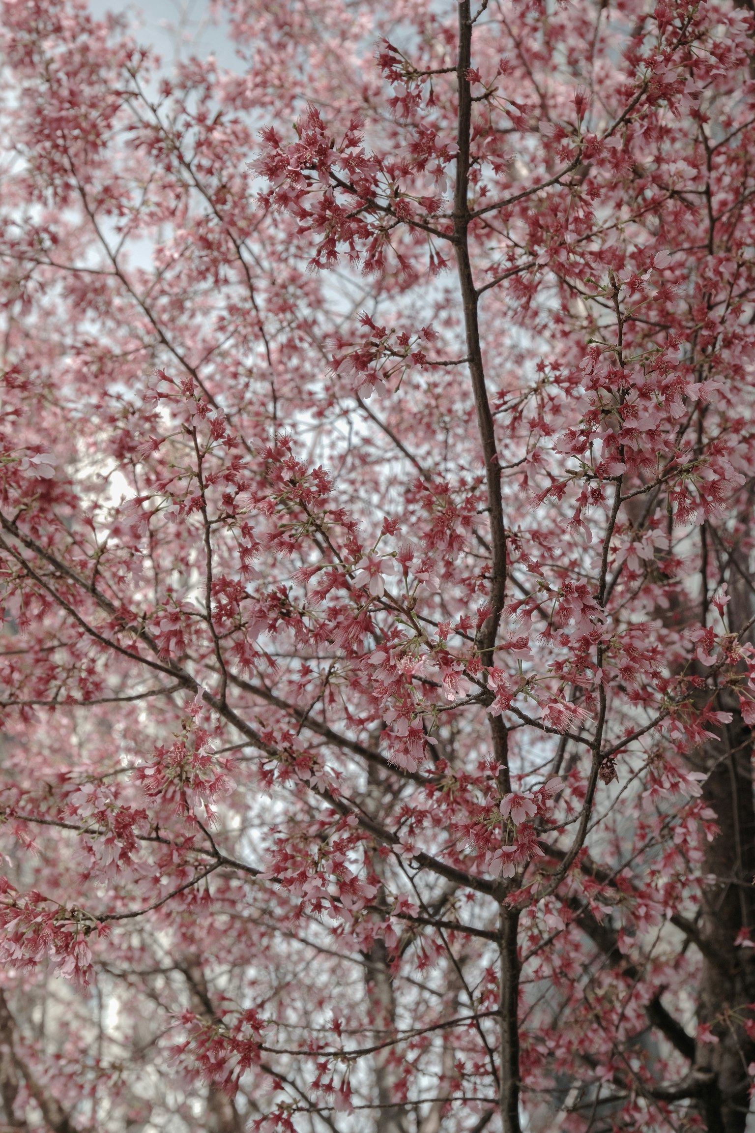 Close-up of cherry blossom branches in bloom