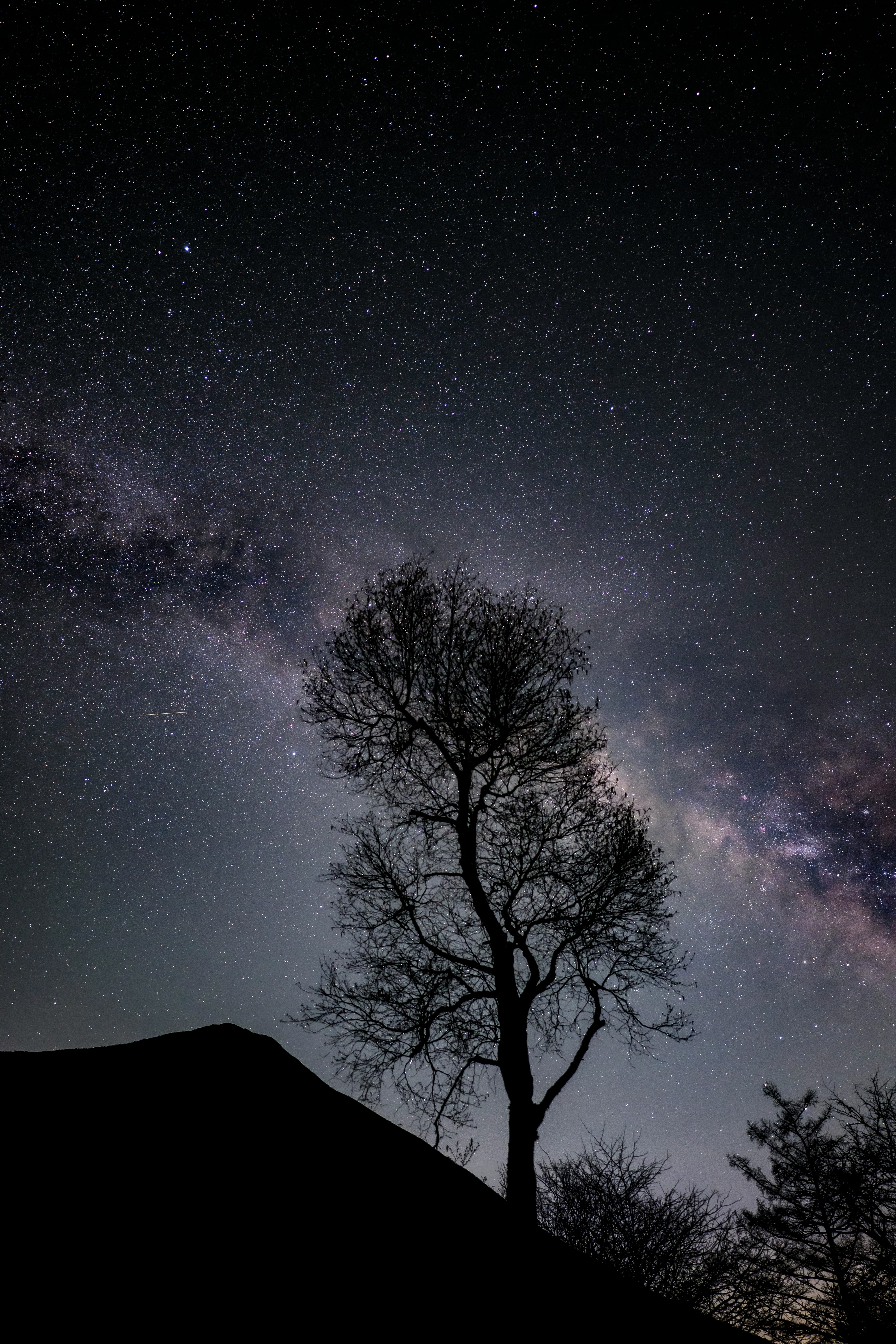 夜空に広がる天の川と丘の上の一本の木