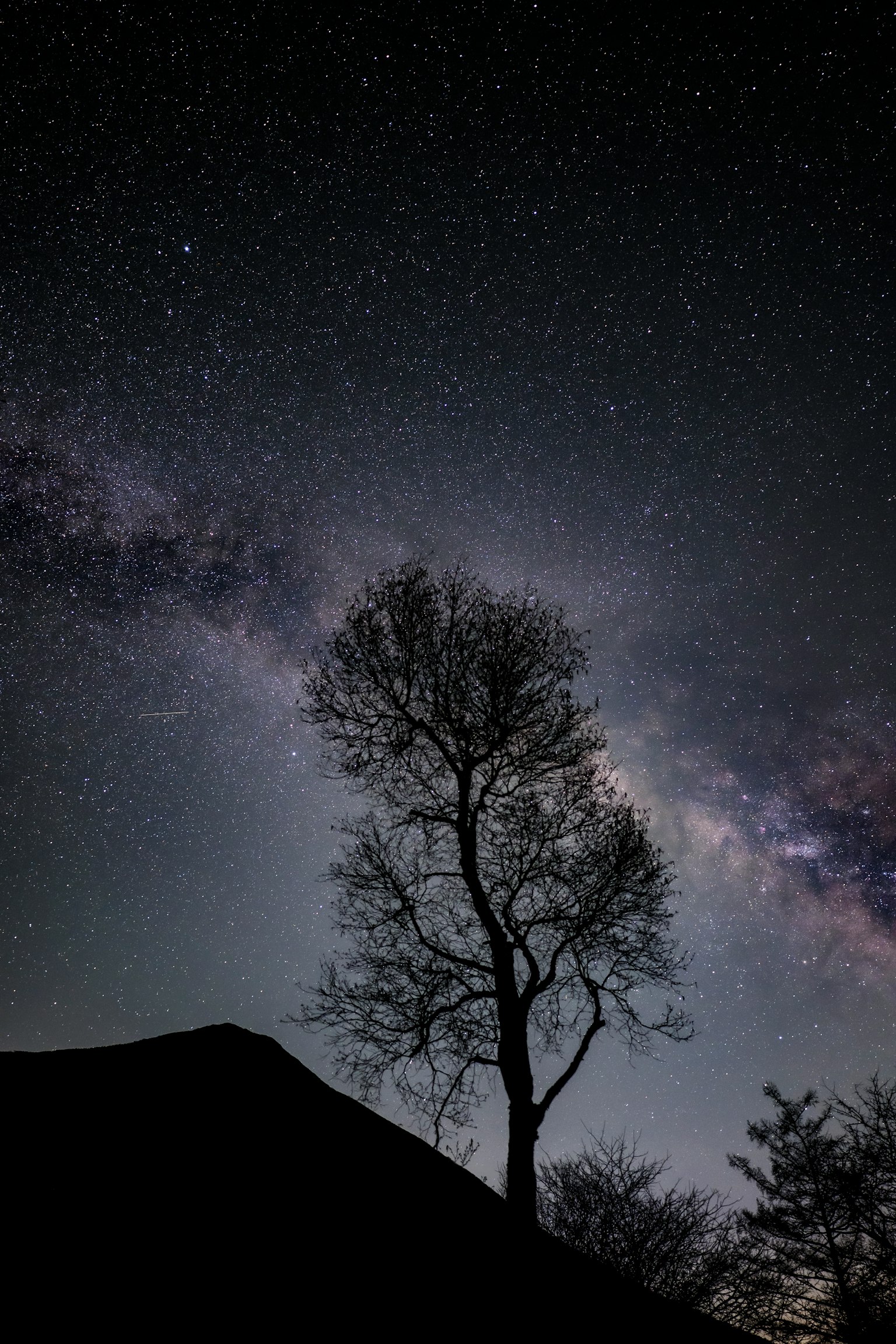 樹木的輪廓與星空和銀河背景