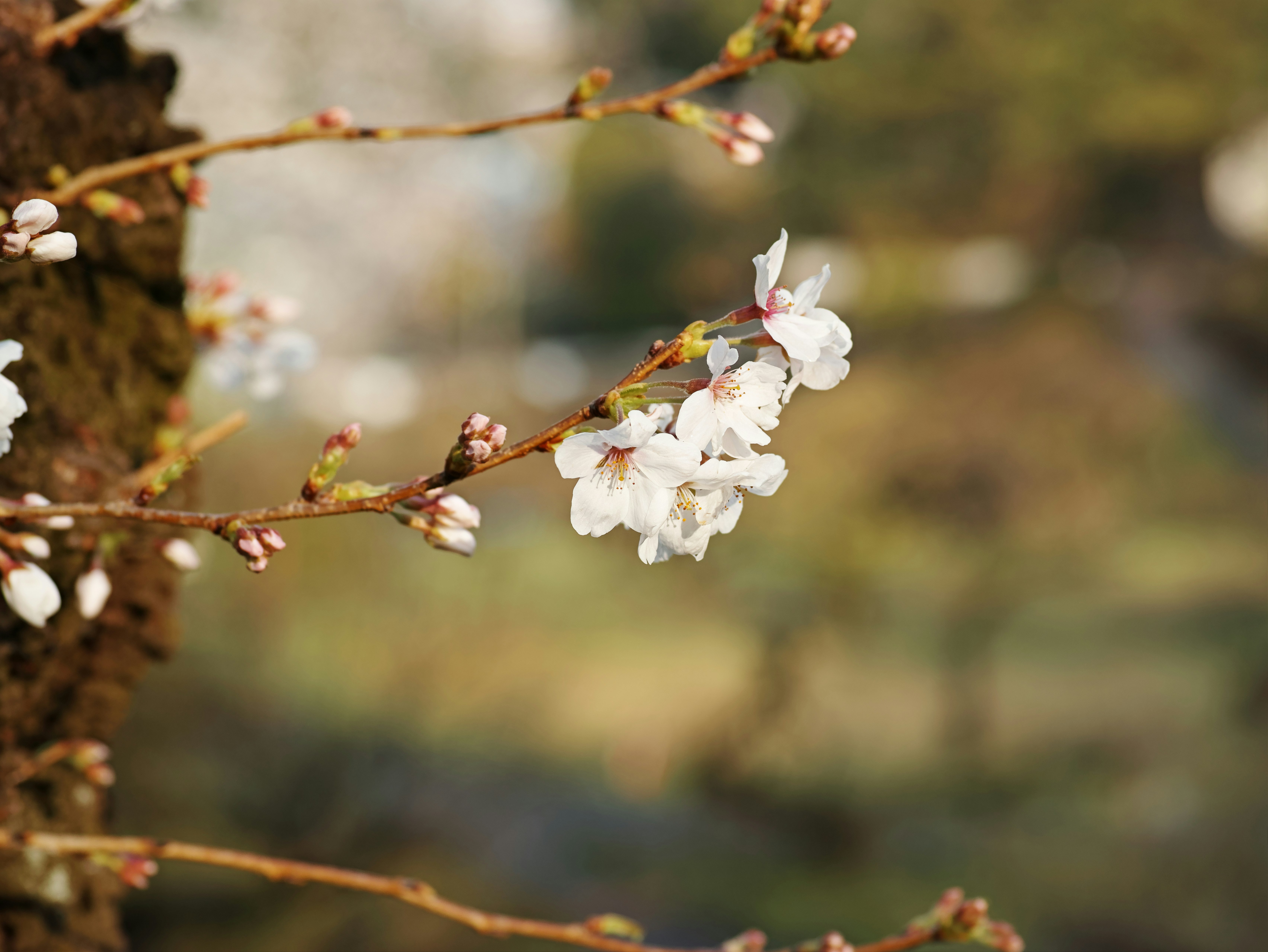 枝に咲く白い花とつぼみのクローズアップ