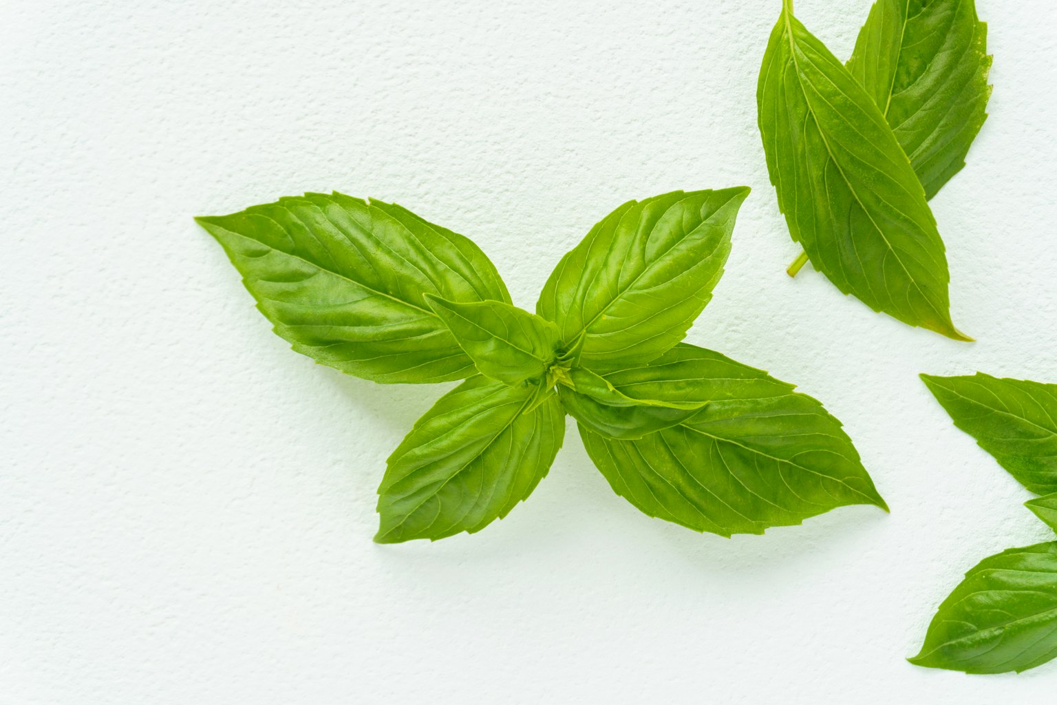 Daun basil segar berwarna hijau disusun di atas latar belakang putih